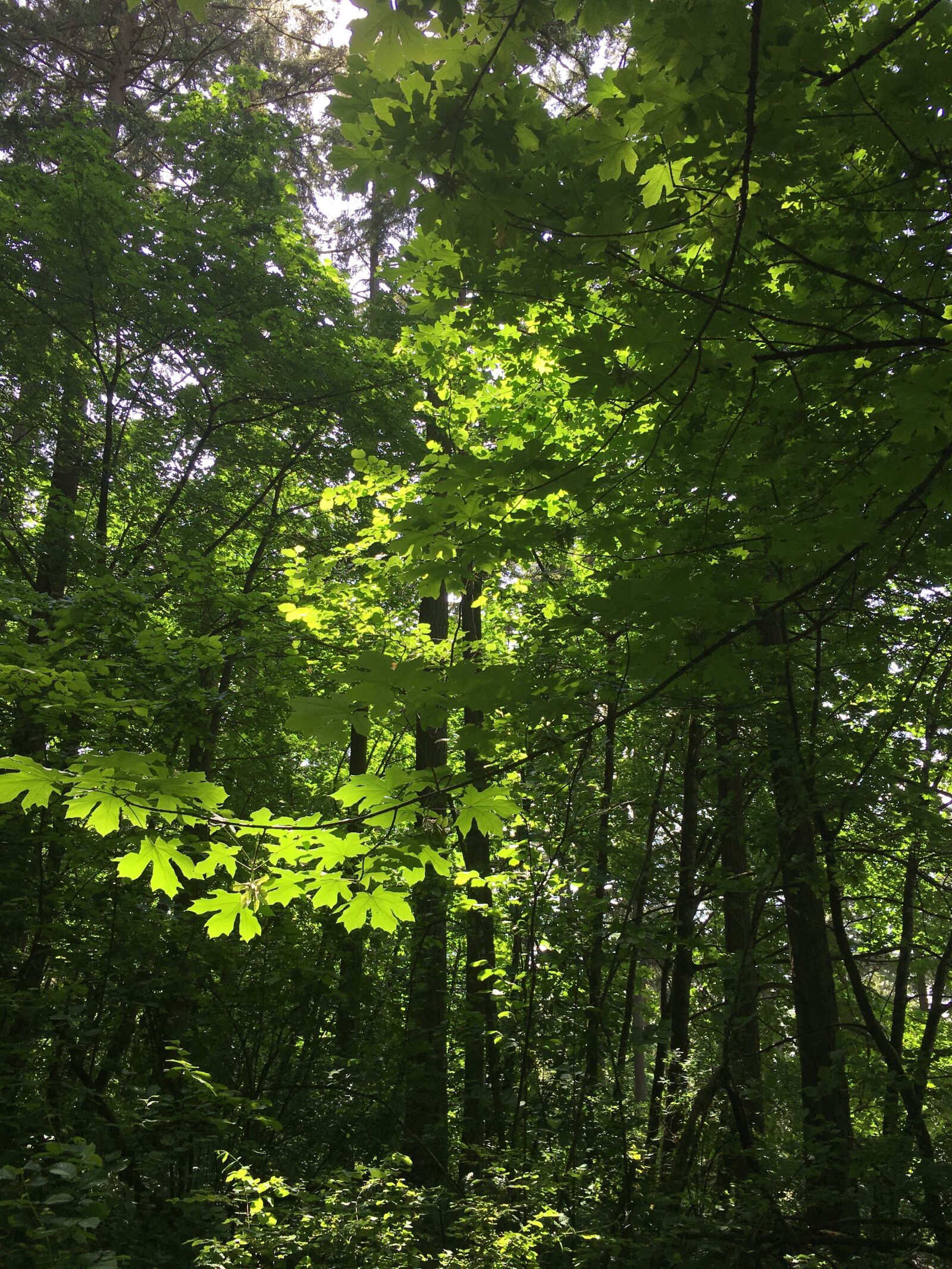 Apple iPhone 6s sample photo. Hendricks park, hendricks woods photography