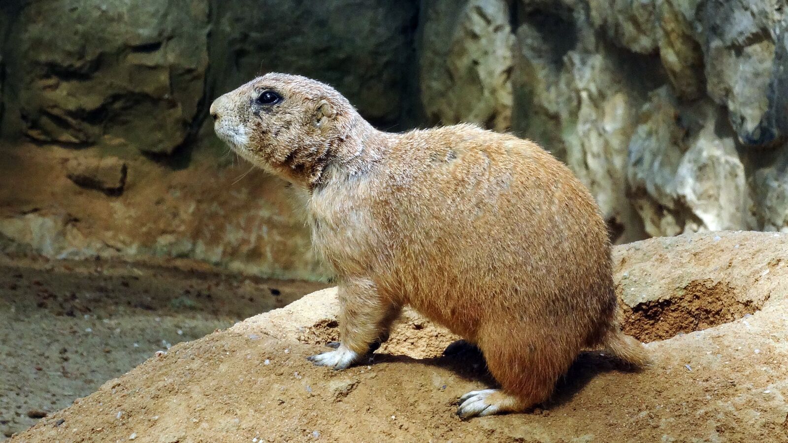Sony Cyber-shot DSC-HX50V sample photo. Prairie dog, animal, sand photography