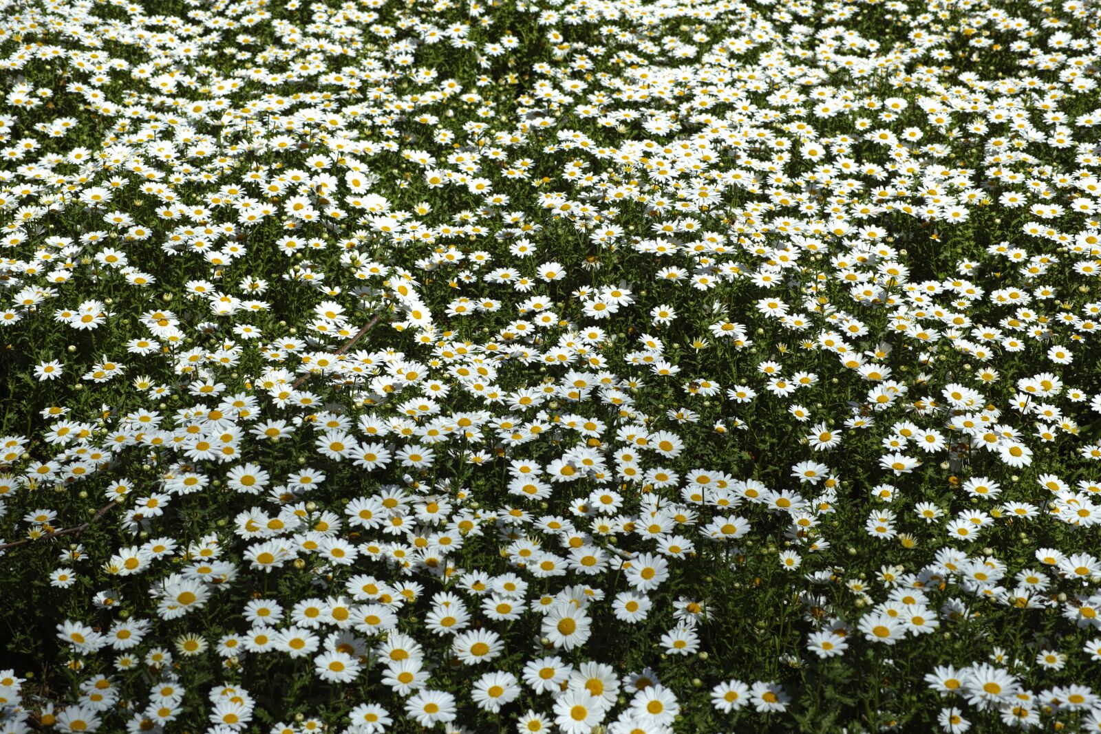 Sigma DP3 Merrill sample photo. Spring, daisy, garden photography