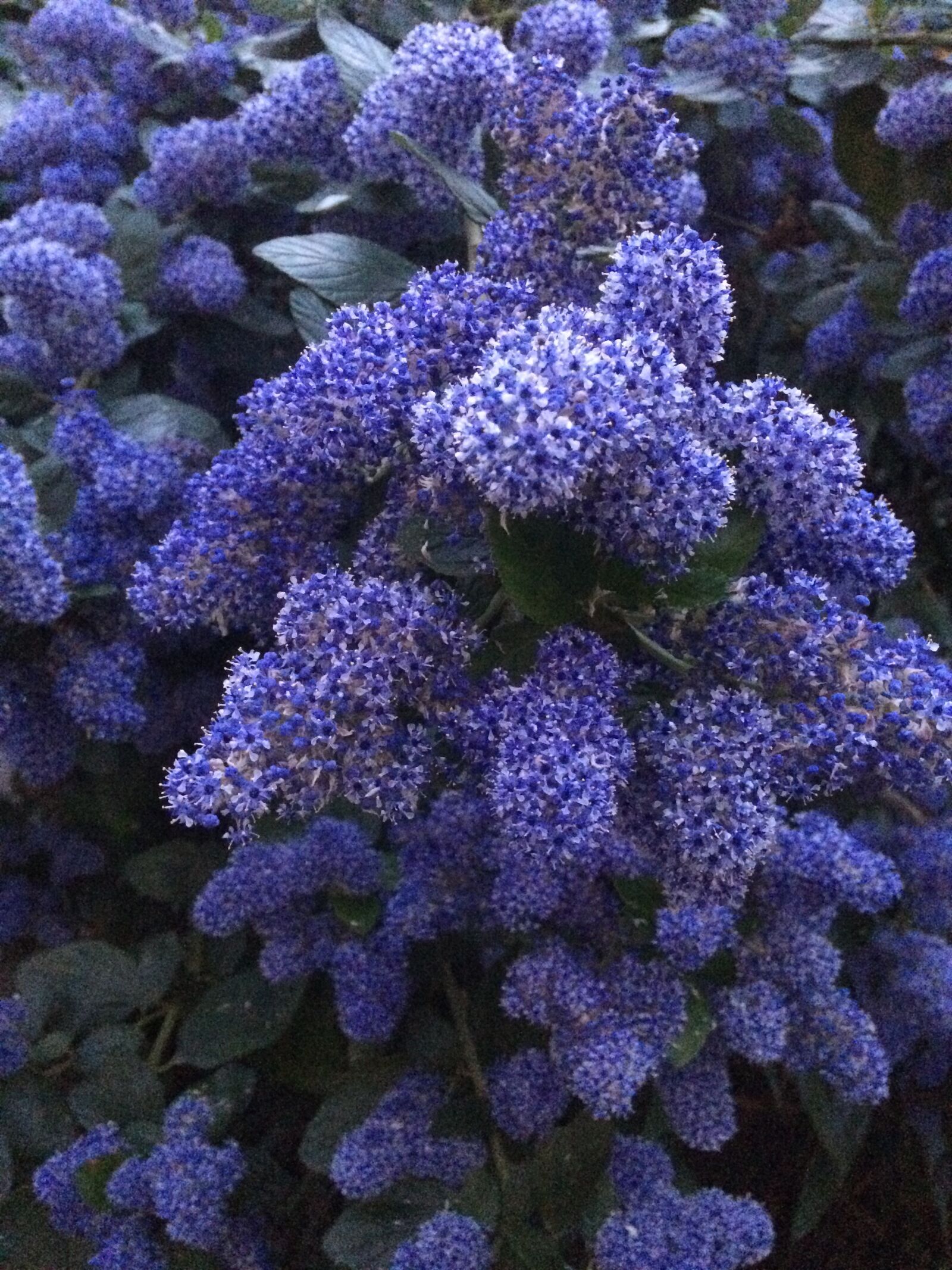 iPhone 5s back camera 4.15mm f/2.2 sample photo. Flowers, garden, spring photography