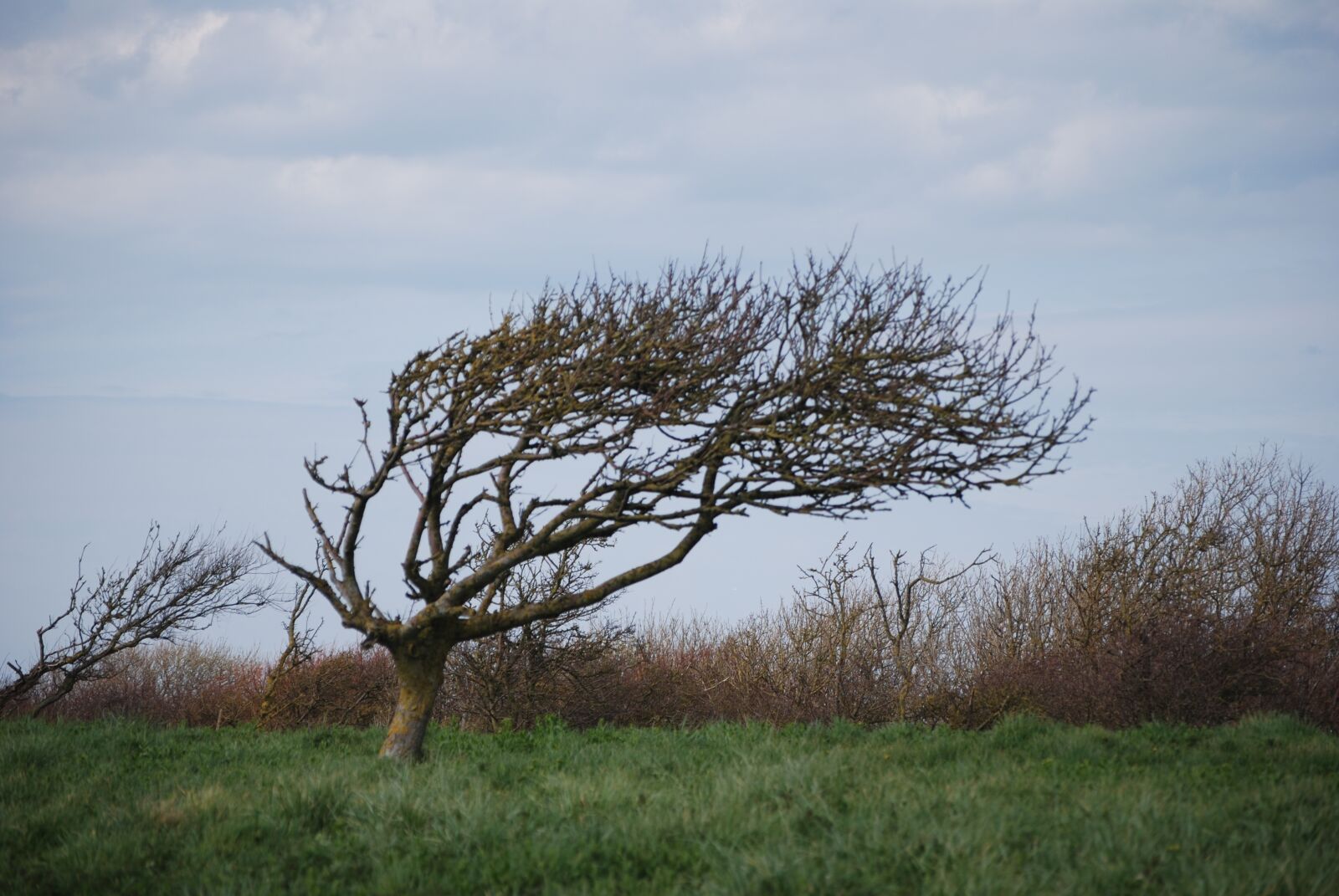 Nikon D60 sample photo. Tree, wind, nature photography