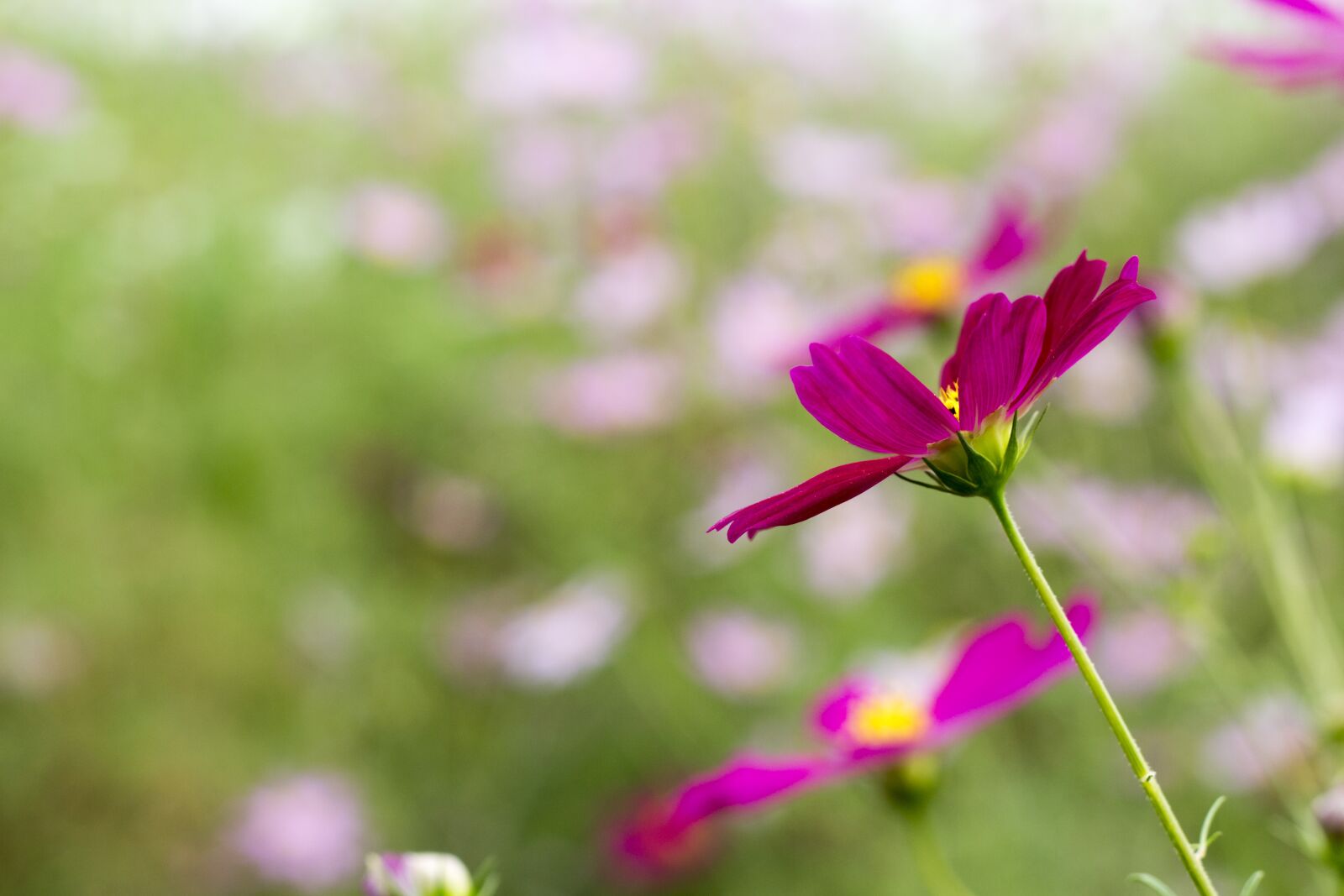 Canon EOS 700D (EOS Rebel T5i / EOS Kiss X7i) sample photo. Flowers, autumn, landscape photography