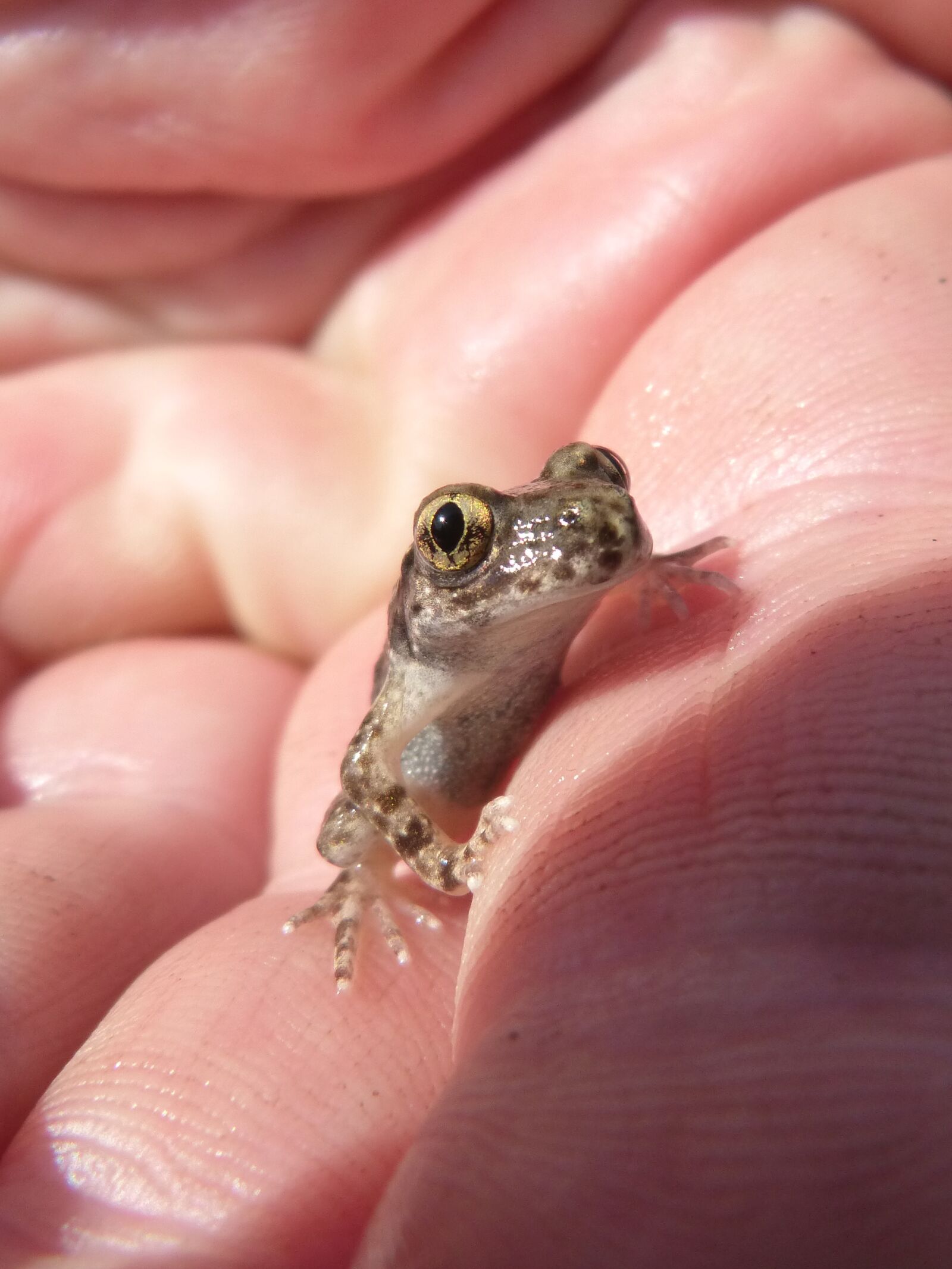 Panasonic DMC-FZ62 sample photo. Frog, lower case, hand photography