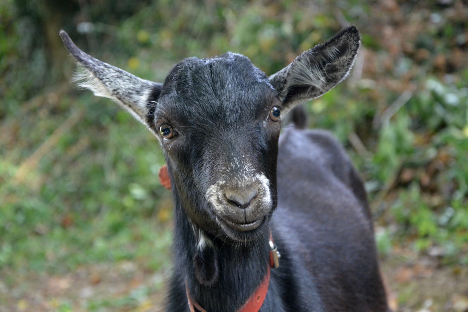 Nikon D5200 sample photo. Kid, goat, portrait photography