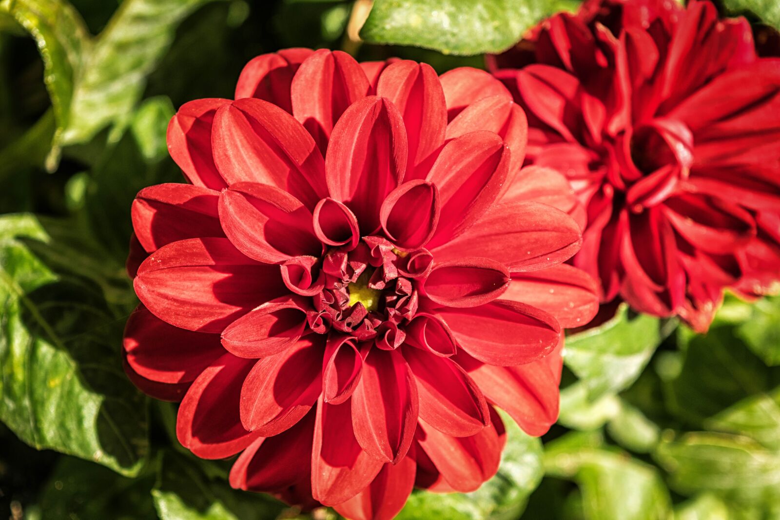 Nikon D3300 sample photo. Flower, dahlia, blossom photography