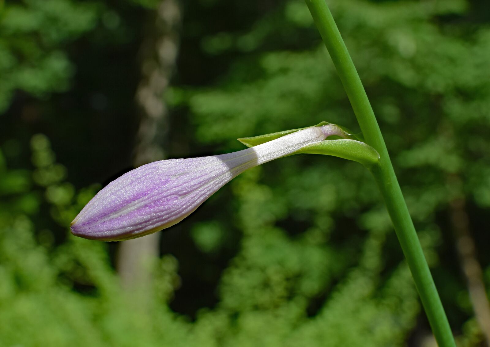 Nikon D3300 sample photo. Plantain lily bud, lily photography