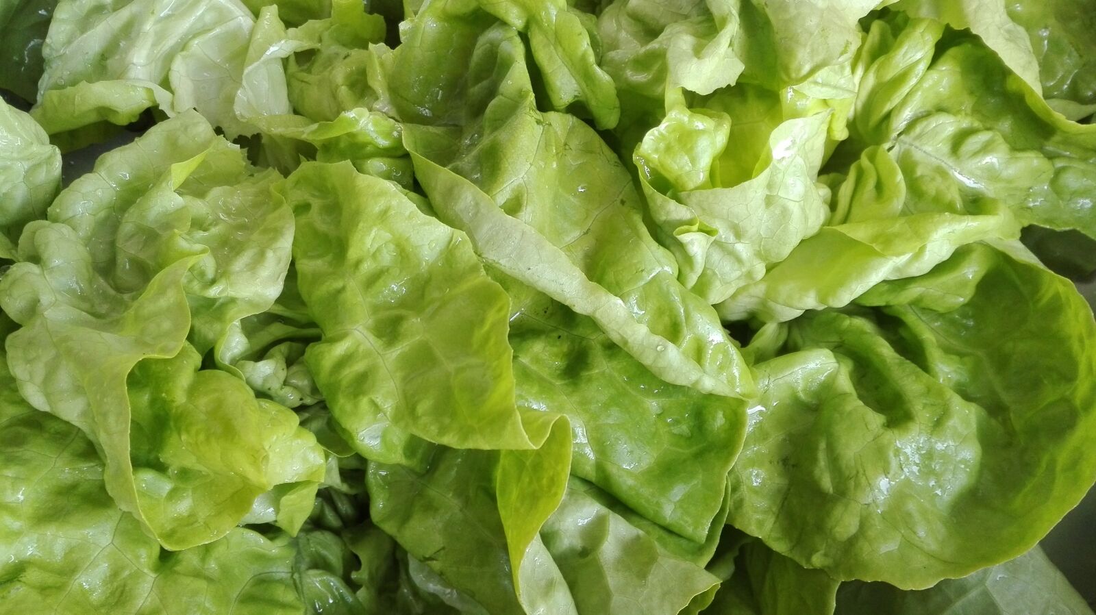 HUAWEI P8 Lite sample photo. Food, lettuce, salad photography