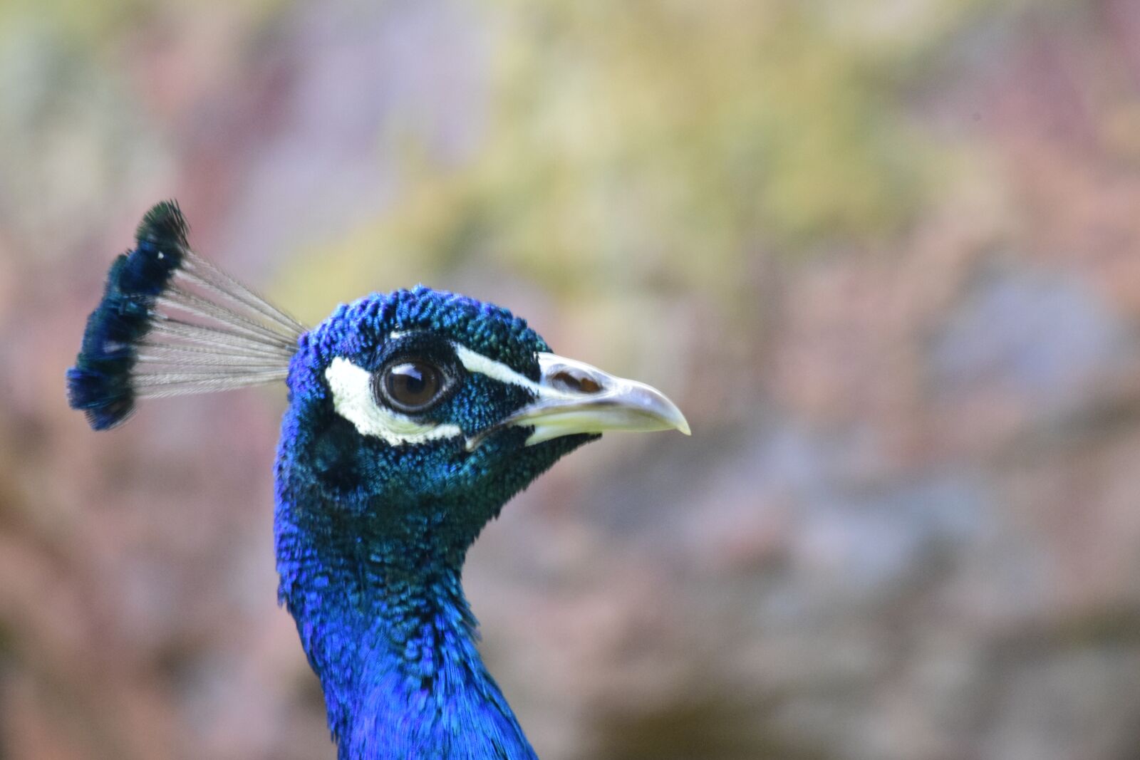 Nikon D5300 sample photo. Peacock, peacock feathers, feathers photography