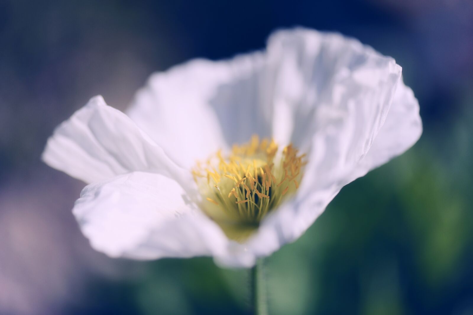 Nikon D3S sample photo. Poppy, poppy flower, flower photography