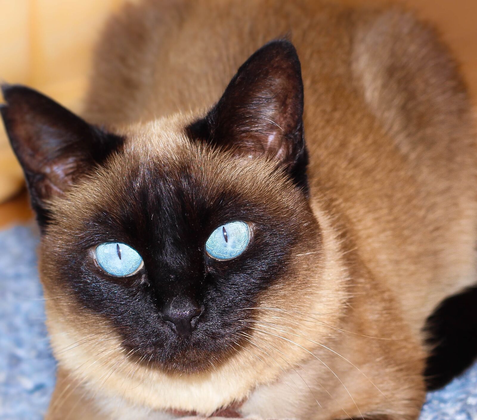 Canon EOS 1200D (EOS Rebel T5 / EOS Kiss X70 / EOS Hi) + Canon EF 50mm F1.8 II sample photo. Cat, blue eyes, feline photography