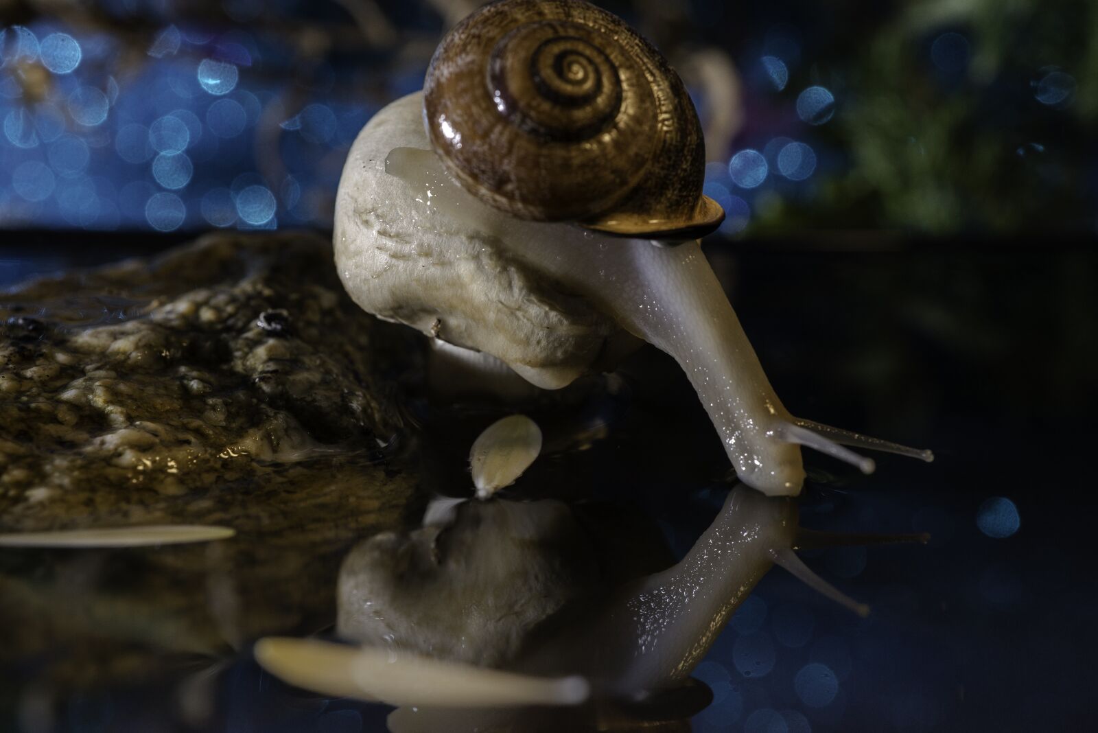 Nikon D600 sample photo. Snail, slow, gastropod photography