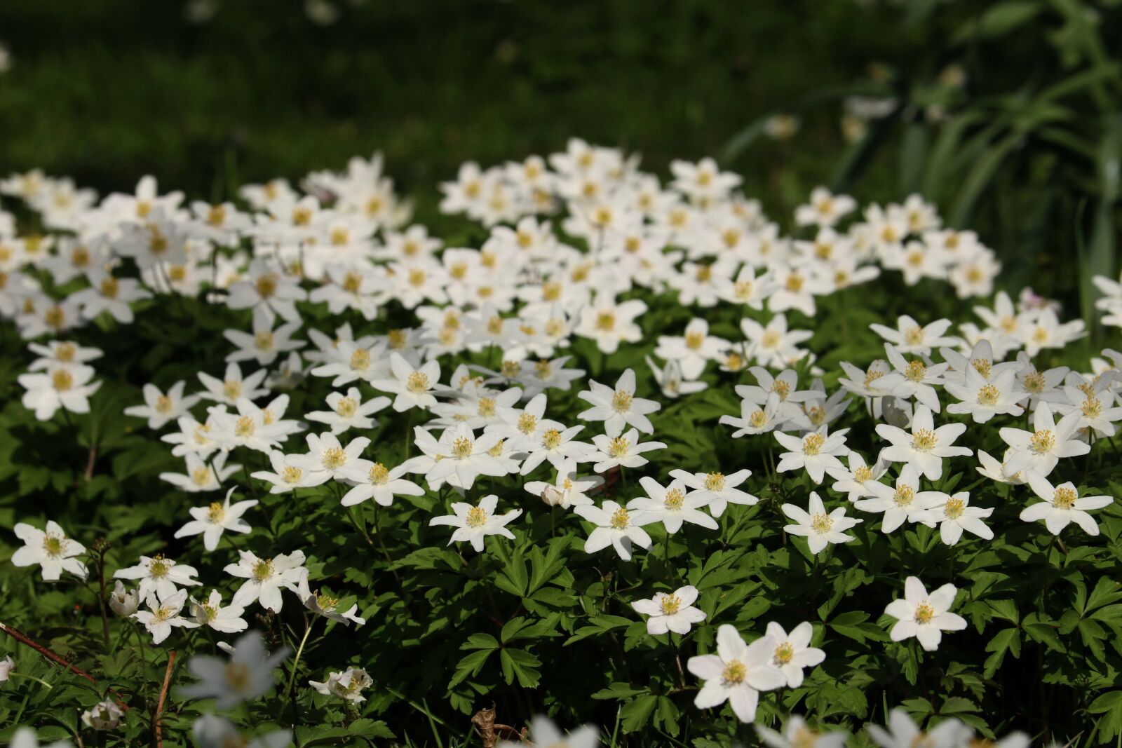 Canon EOS 750D (EOS Rebel T6i / EOS Kiss X8i) sample photo. Flower, nature, plant photography
