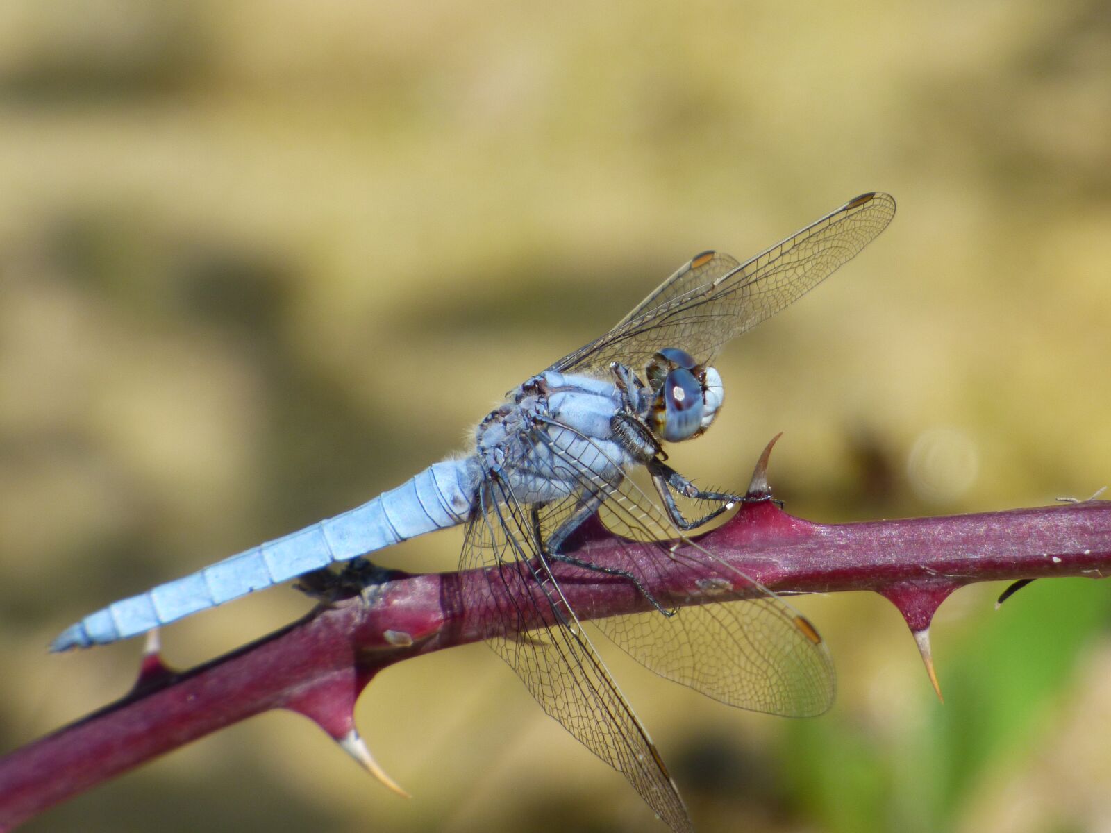 Panasonic Lumix DMC-FZ70 sample photo. Orthetrum coerulescens, blue dragonfly photography