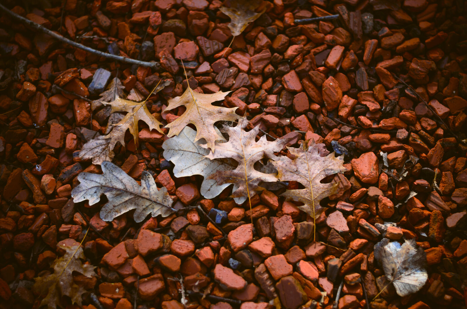 Nikon D7000 sample photo. Argentina, autumn, leaves, botanical photography