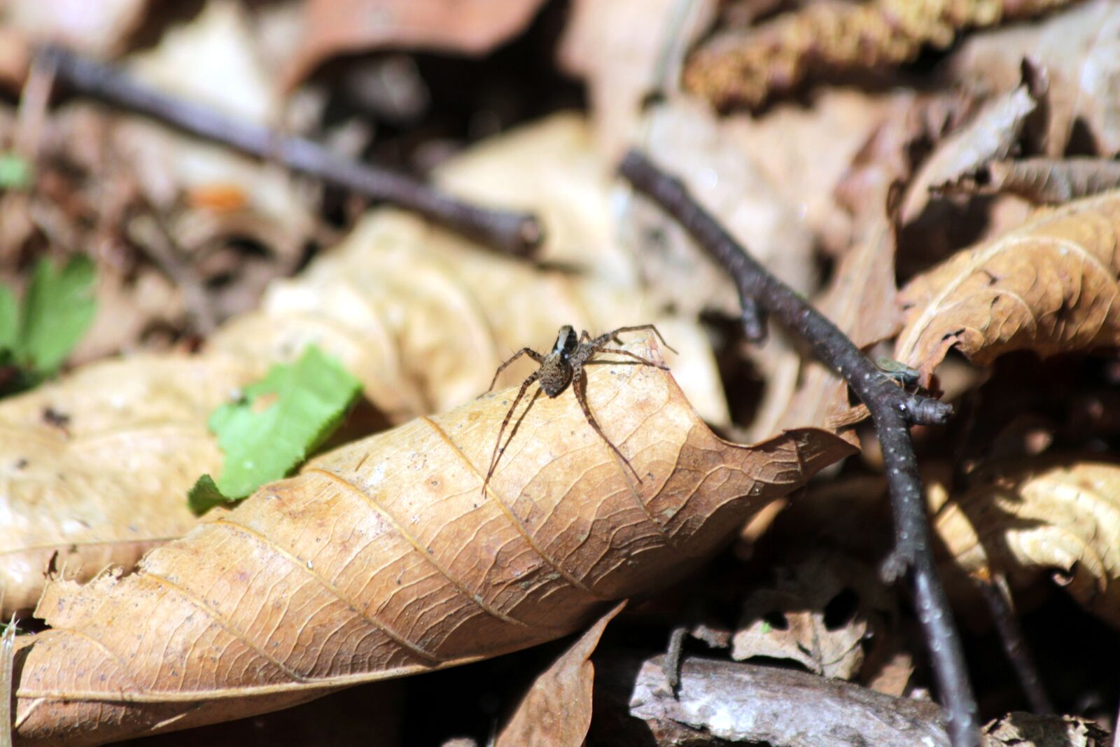 Canon EOS 650D (EOS Rebel T4i / EOS Kiss X6i) sample photo. Spider, arthropoda, bespozvonochnoe photography