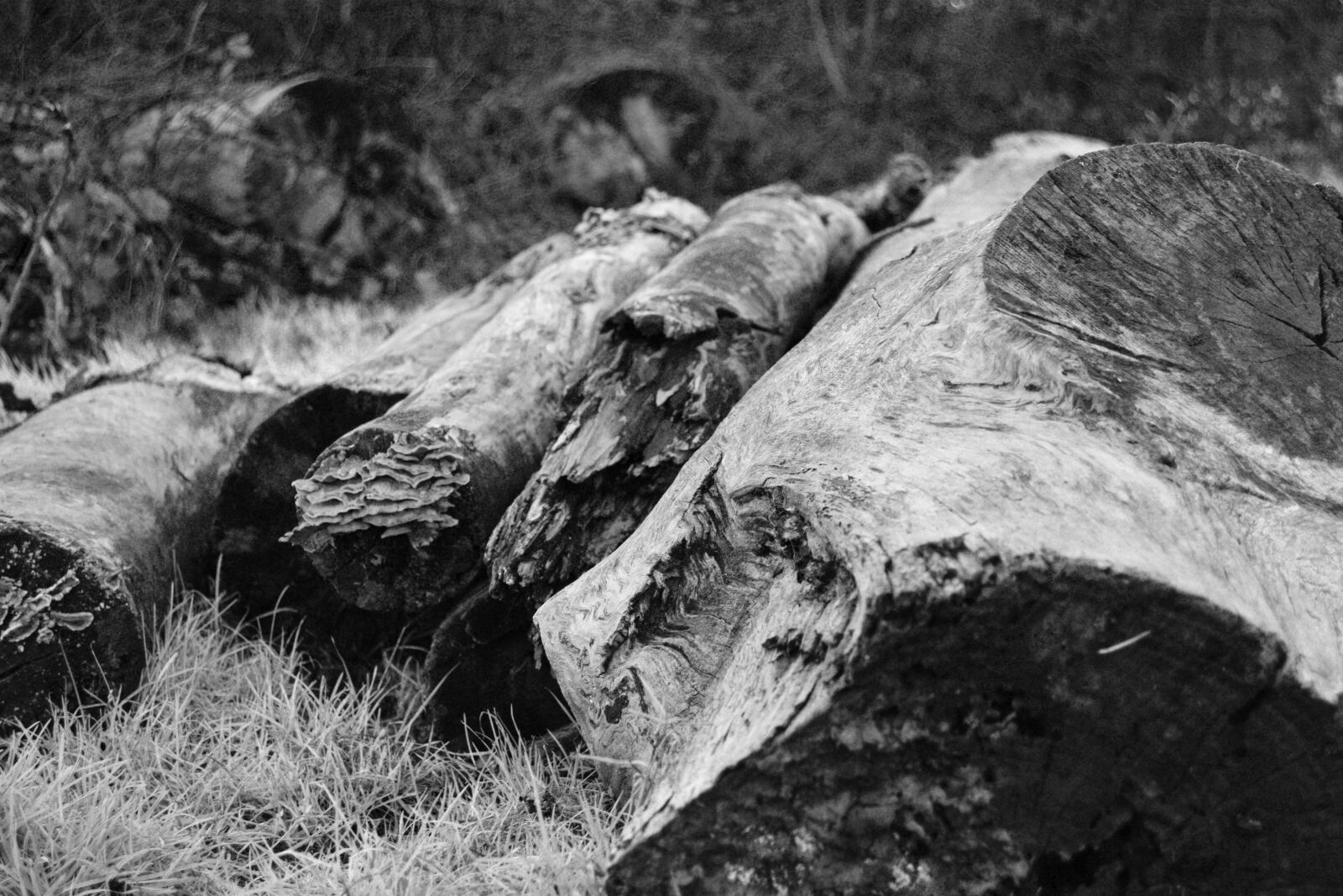 Nikon D3300 sample photo. Tree, trunk, log photography