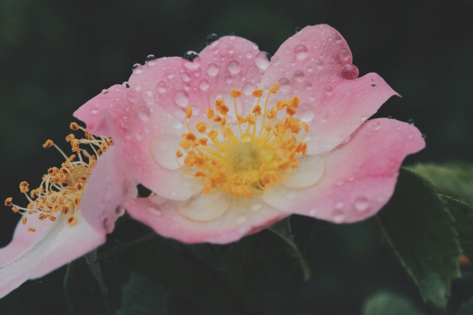 Canon EOS 70D sample photo. Bloom, pink, nature photography