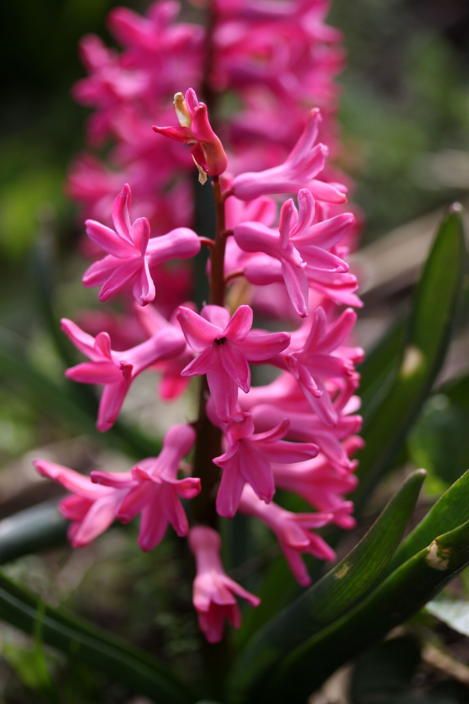 Canon EF-S 60mm F2.8 Macro USM sample photo. Hyacinth, pink, flower photography