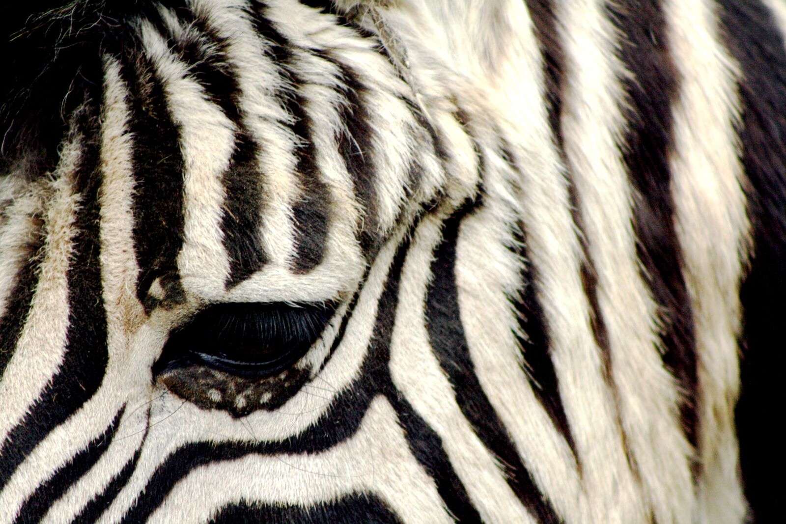 Canon EOS 1000D (EOS Digital Rebel XS / EOS Kiss F) sample photo. Zebra, zoo, antwerpen photography