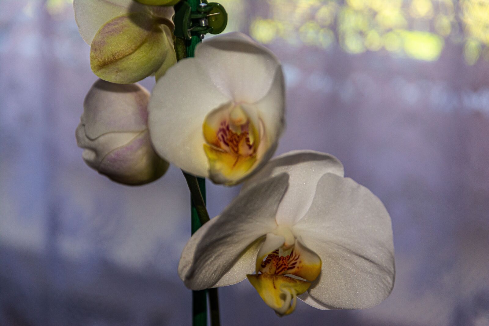Nikon D7100 sample photo. Orchid, flower, room flower photography