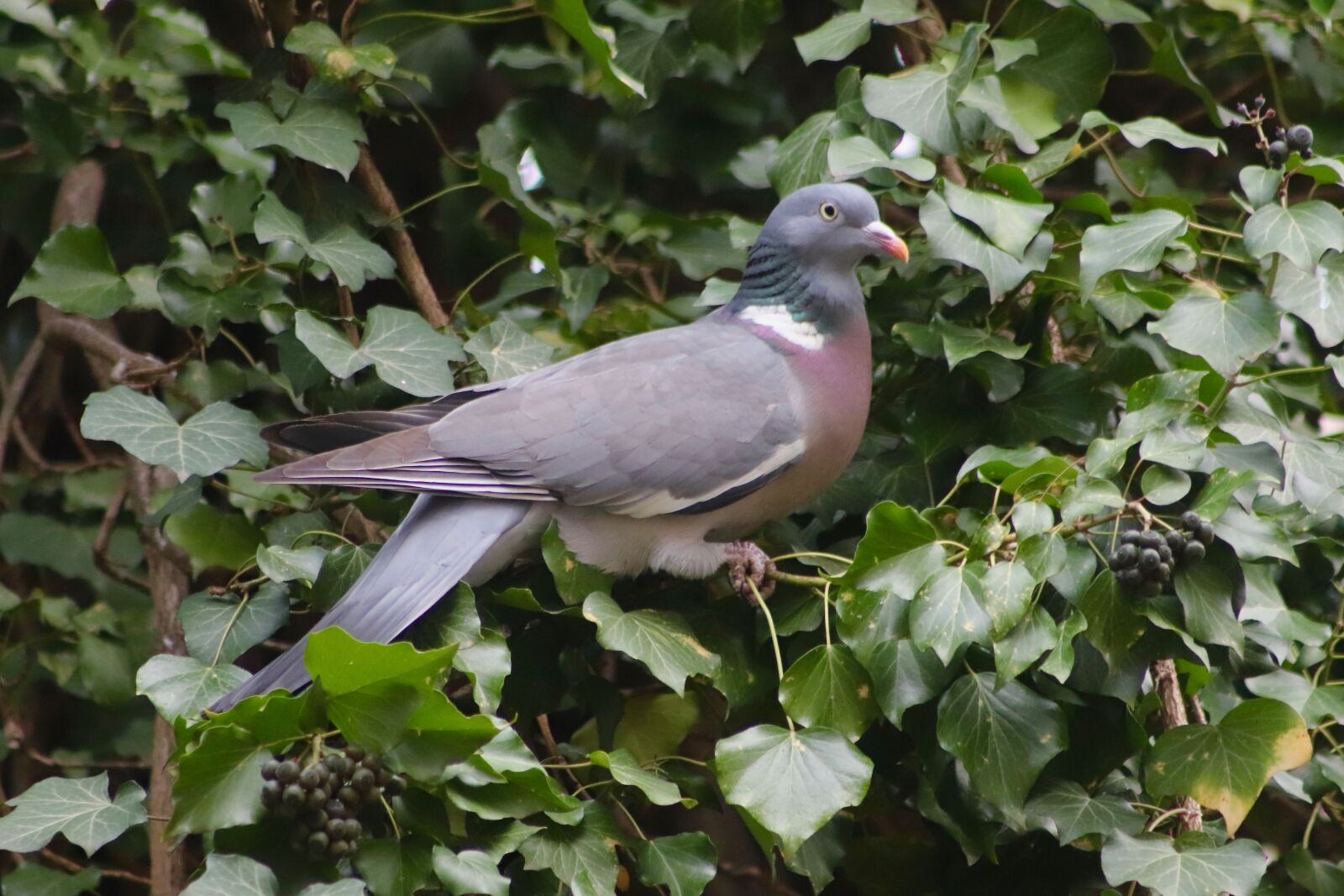 Canon EOS 800D (EOS Rebel T7i / EOS Kiss X9i) sample photo. Dove, bird, plumage photography