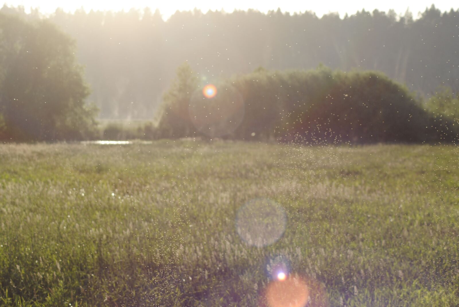 Nikon D3000 sample photo. Summer, field, lens flare photography