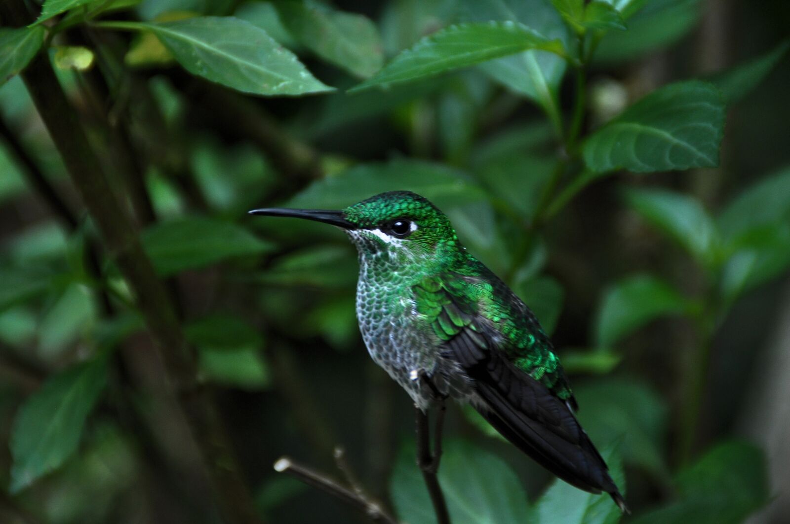 Nikon D5000 sample photo. Bird, nature, animal world photography
