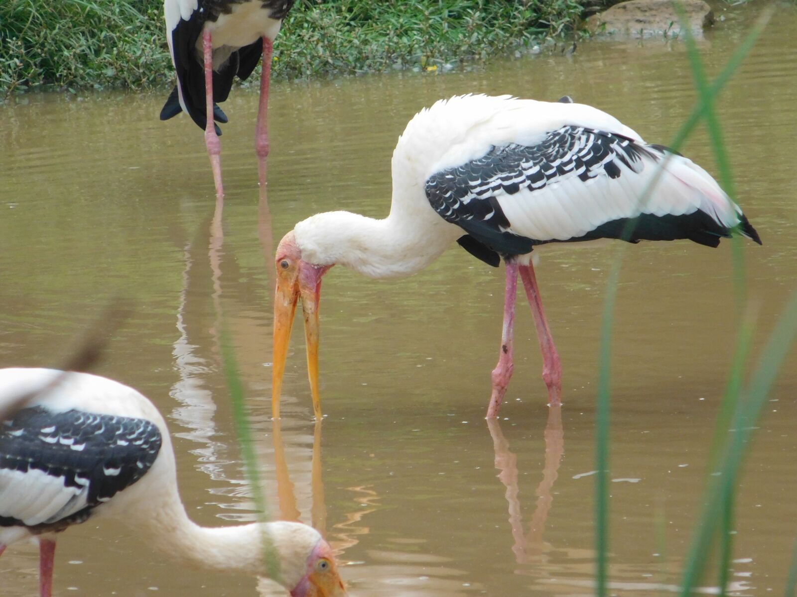 Nikon Coolpix L840 sample photo. Sea, water, birds photography