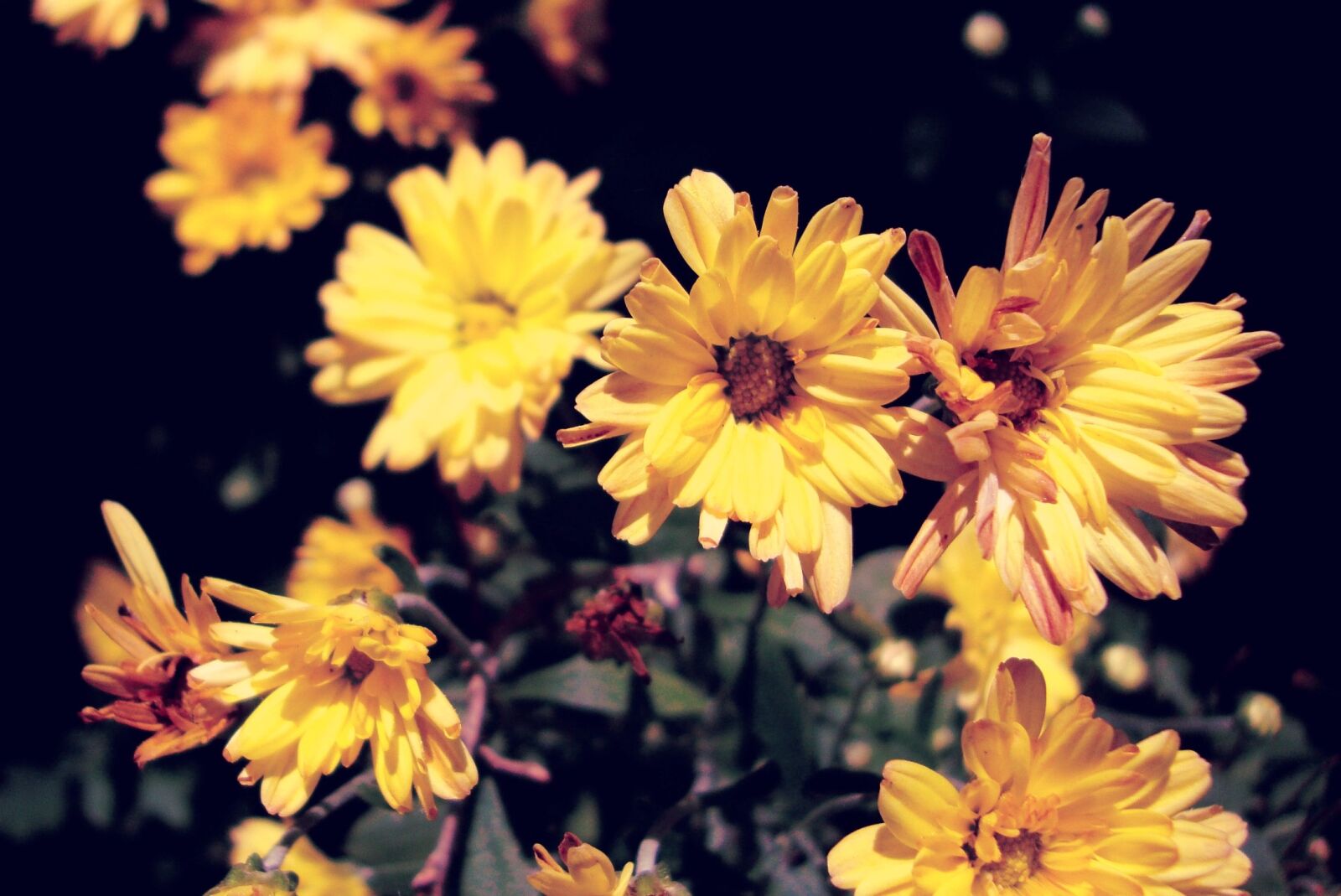 Sony Cyber-shot DSC-W230 sample photo. Flower, yellow flower, summer photography