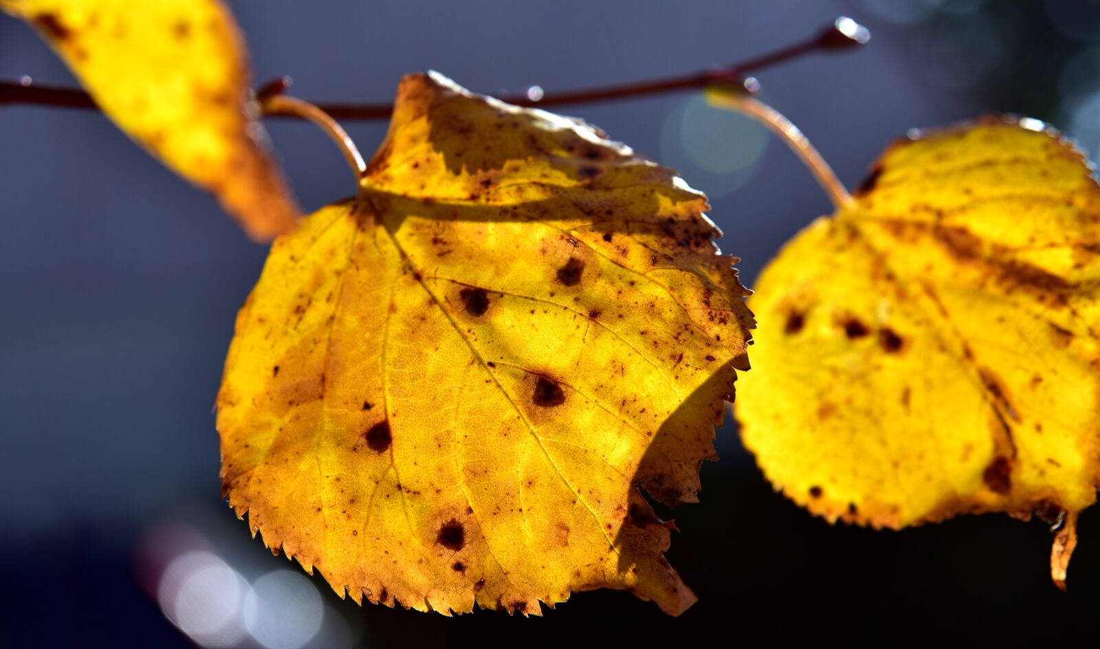 Nikon D750 sample photo. Leaves, autumn, nature photography