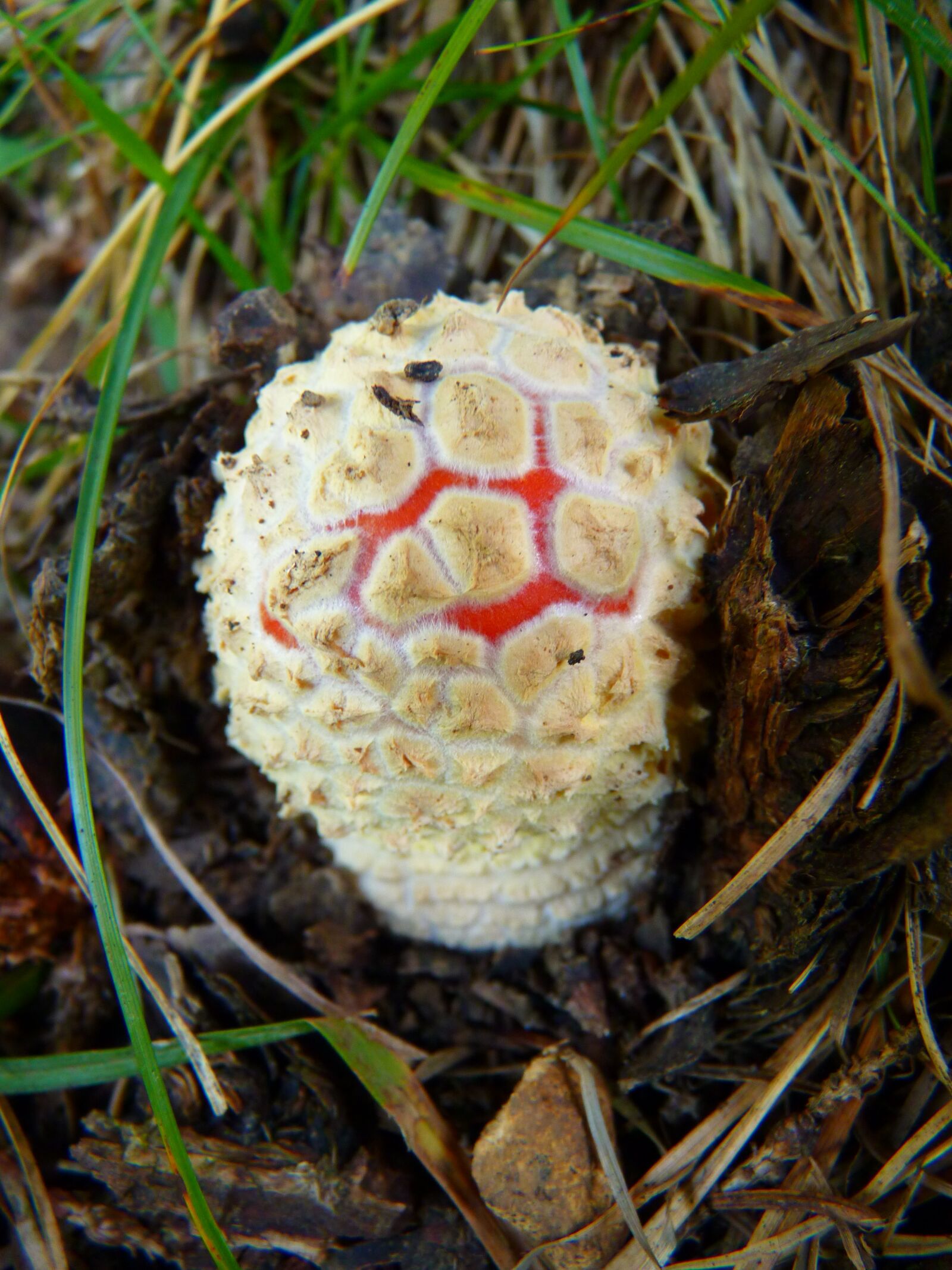 Panasonic Lumix DMC-FZ35 (Lumix DMC-FZ38) sample photo. Mushroom, fly agaric, small photography