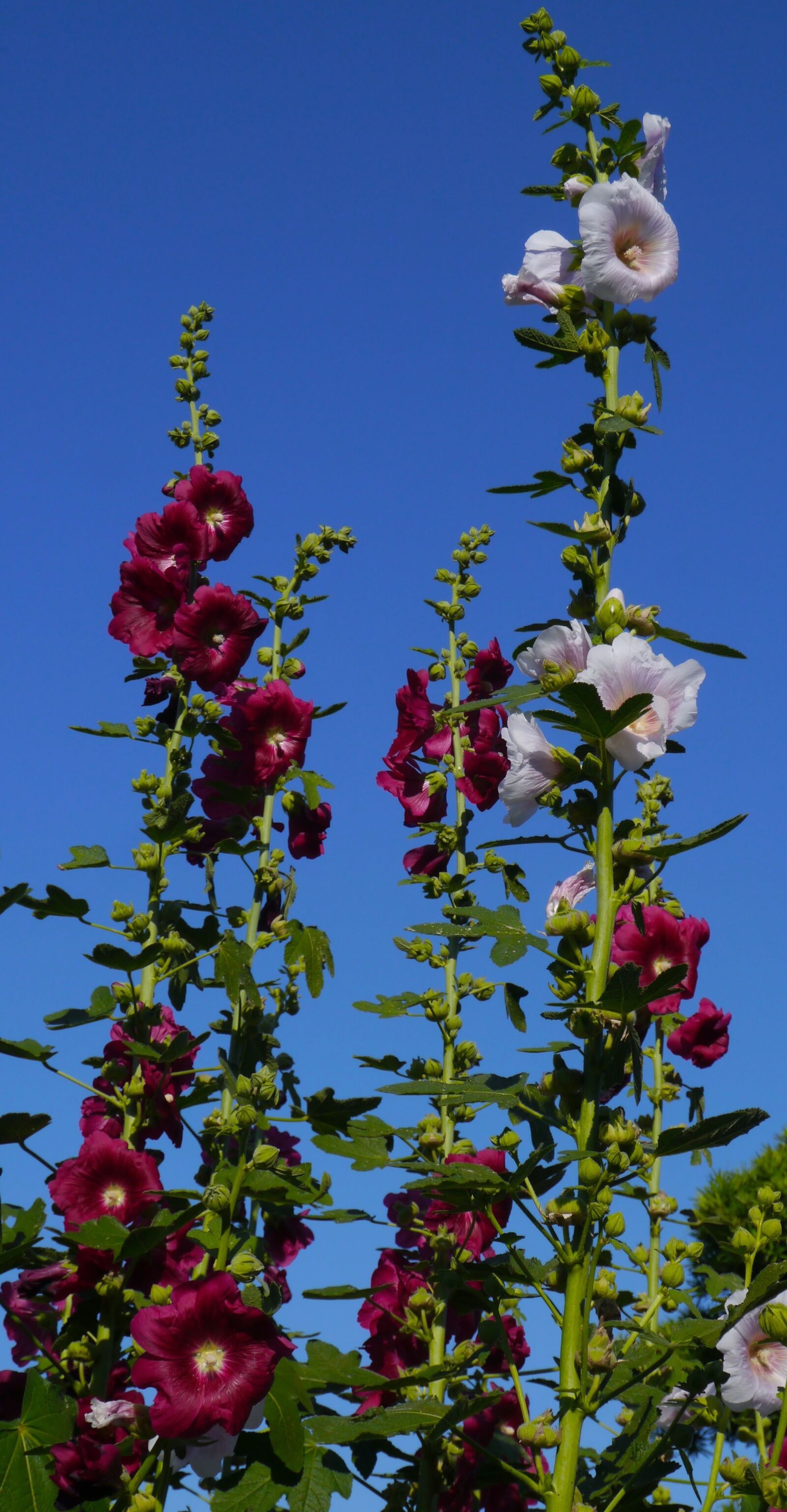 Panasonic Lumix DMC-GX1 sample photo. Althaea rosea, hana aoi photography