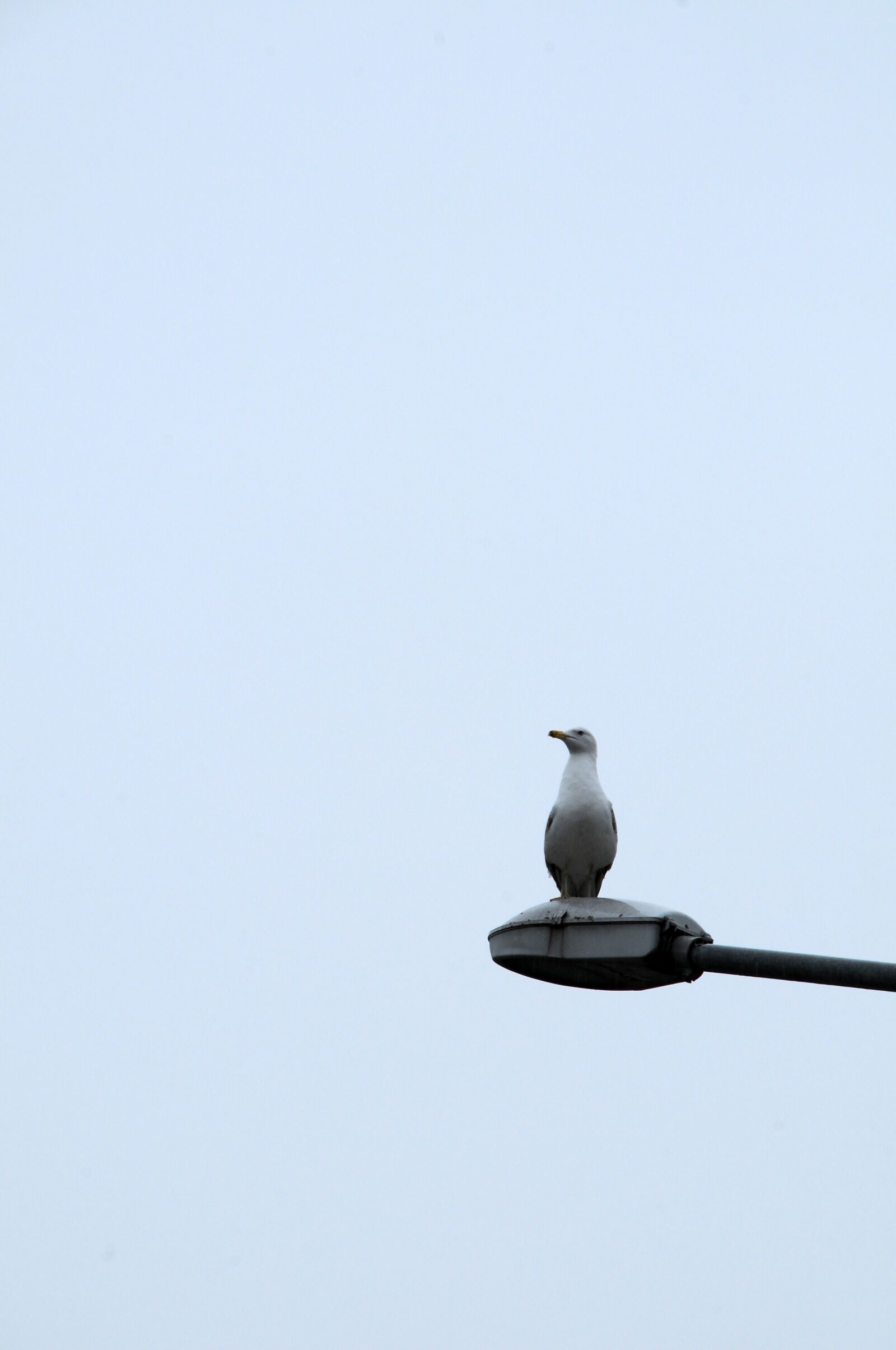 Nikon D300 sample photo. Seagull, sky, bird photography