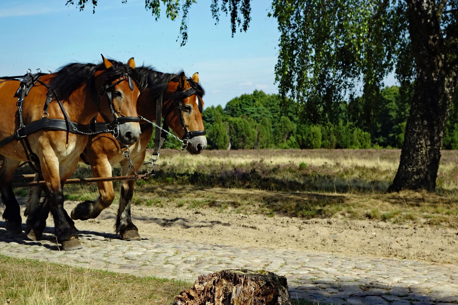 Sony Cyber-shot DSC-RX100 II sample photo. Horses, monteaura, l neburg photography