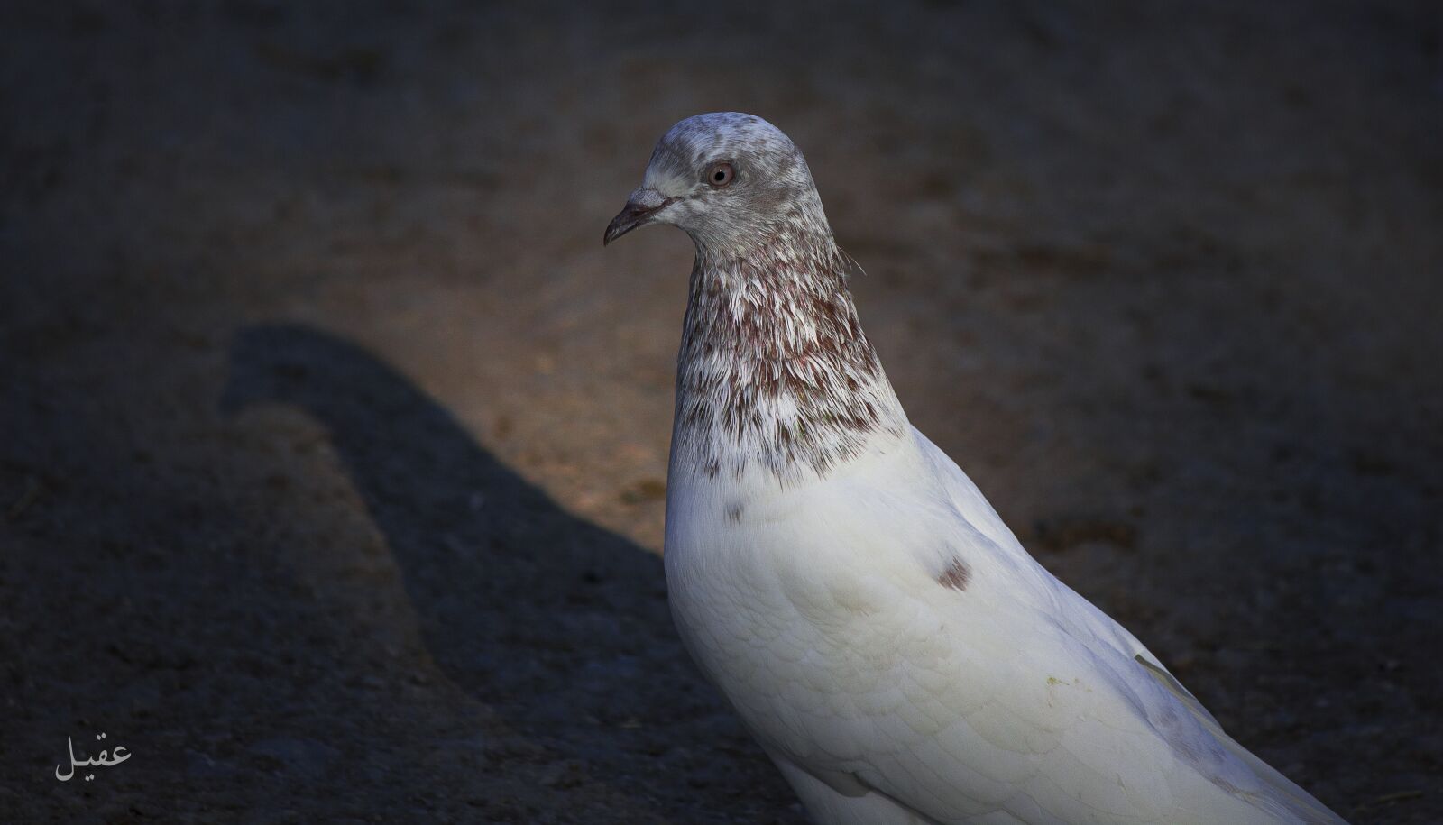 Canon EOS 550D (EOS Rebel T2i / EOS Kiss X4) sample photo. Birds, aqeel, nizamani photography