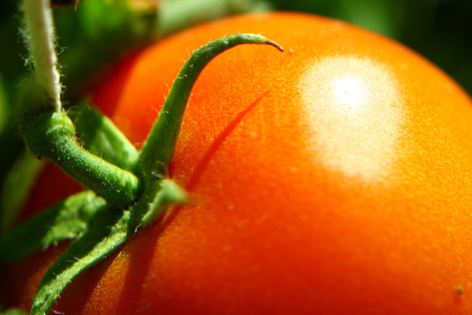 Canon EOS 600D (Rebel EOS T3i / EOS Kiss X5) + Canon EF 50mm F1.8 II sample photo. Tomato, greenhouse, red photography
