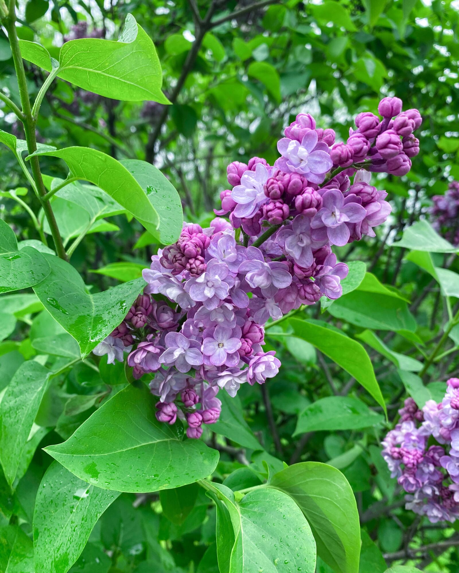 Apple iPhone 11 Pro sample photo. Lilac, spring, garden photography