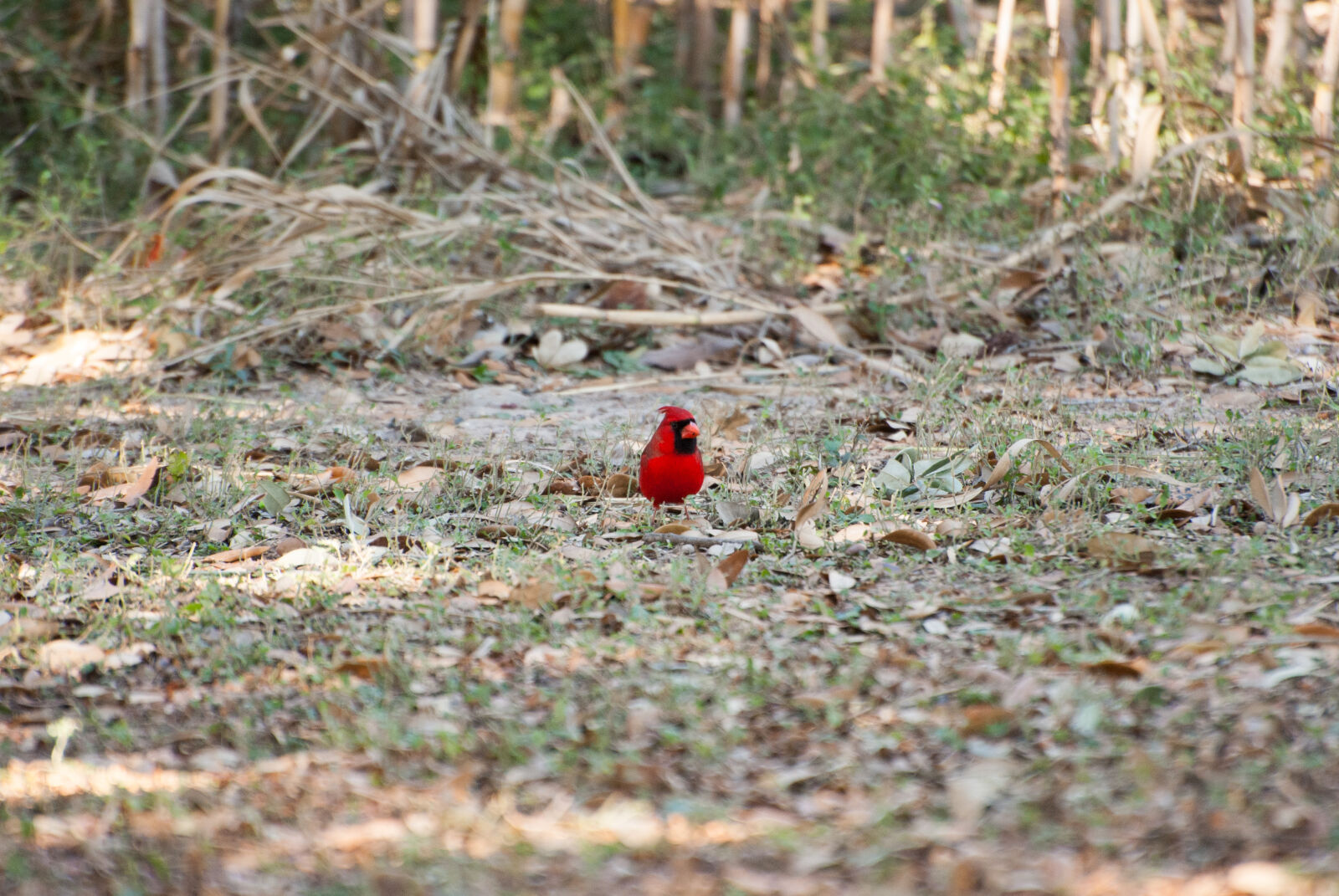 Nikon D3000 sample photo