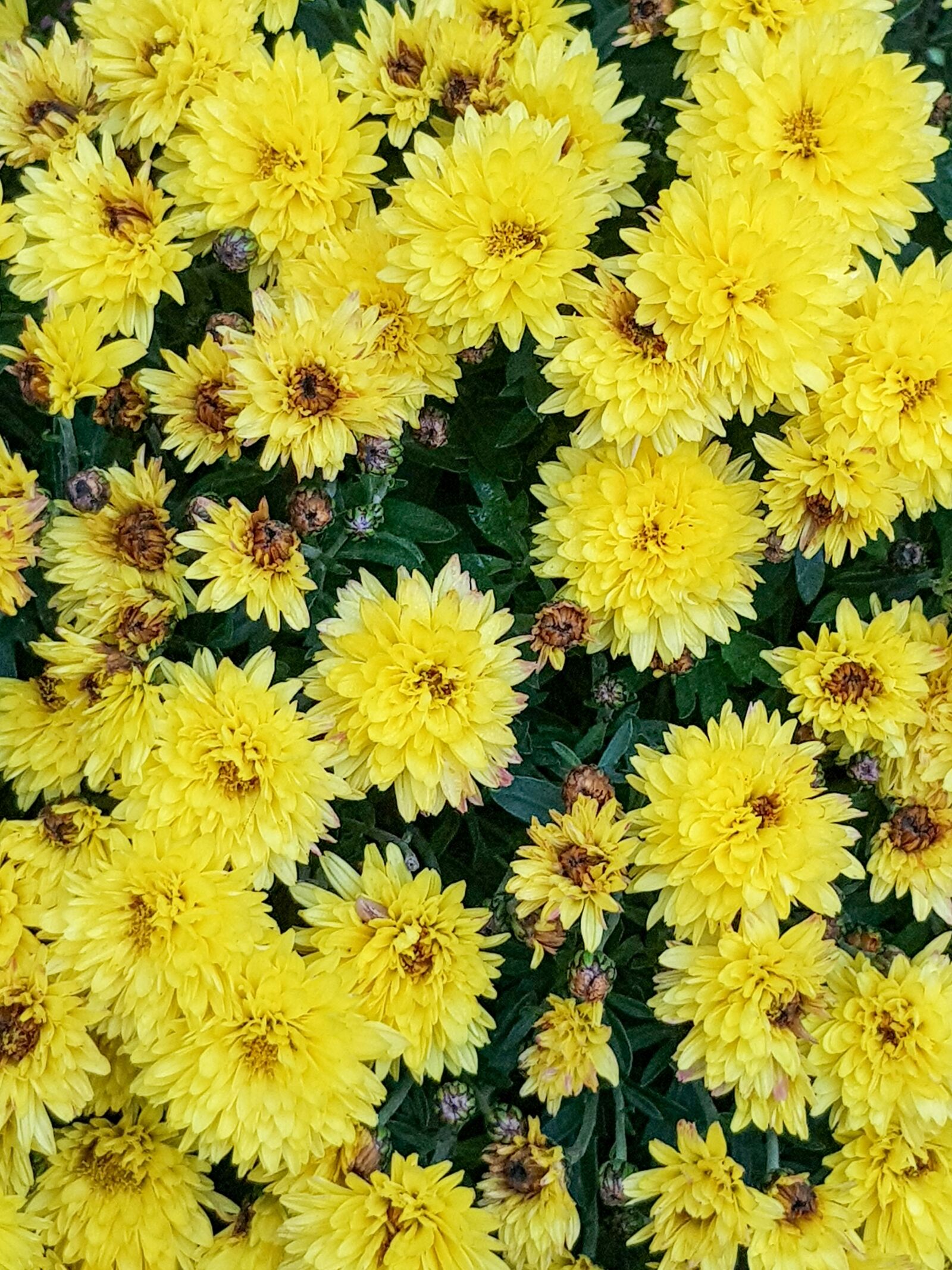 Samsung Galaxy S8 Rear Camera sample photo. Flowers, yellow, fall photography