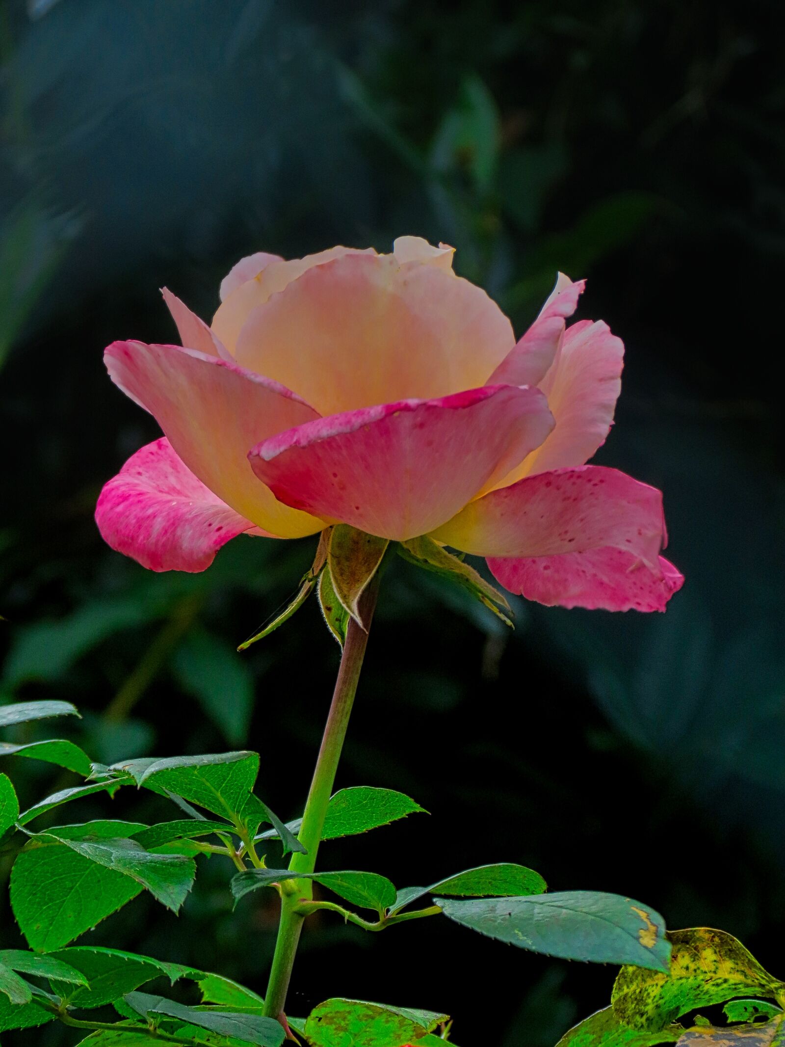 Canon PowerShot SX40 HS sample photo. Rosa, flower, romantica photography