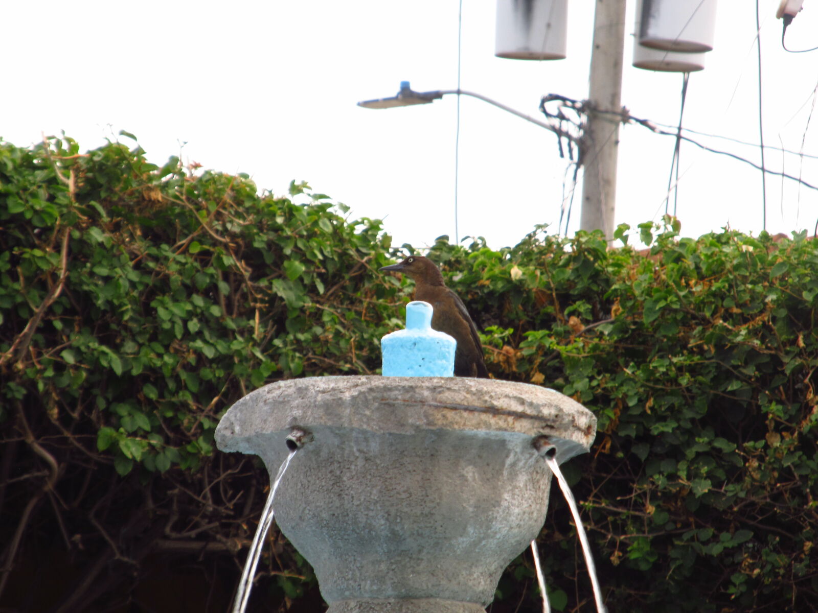 Canon PowerShot SX130 IS sample photo