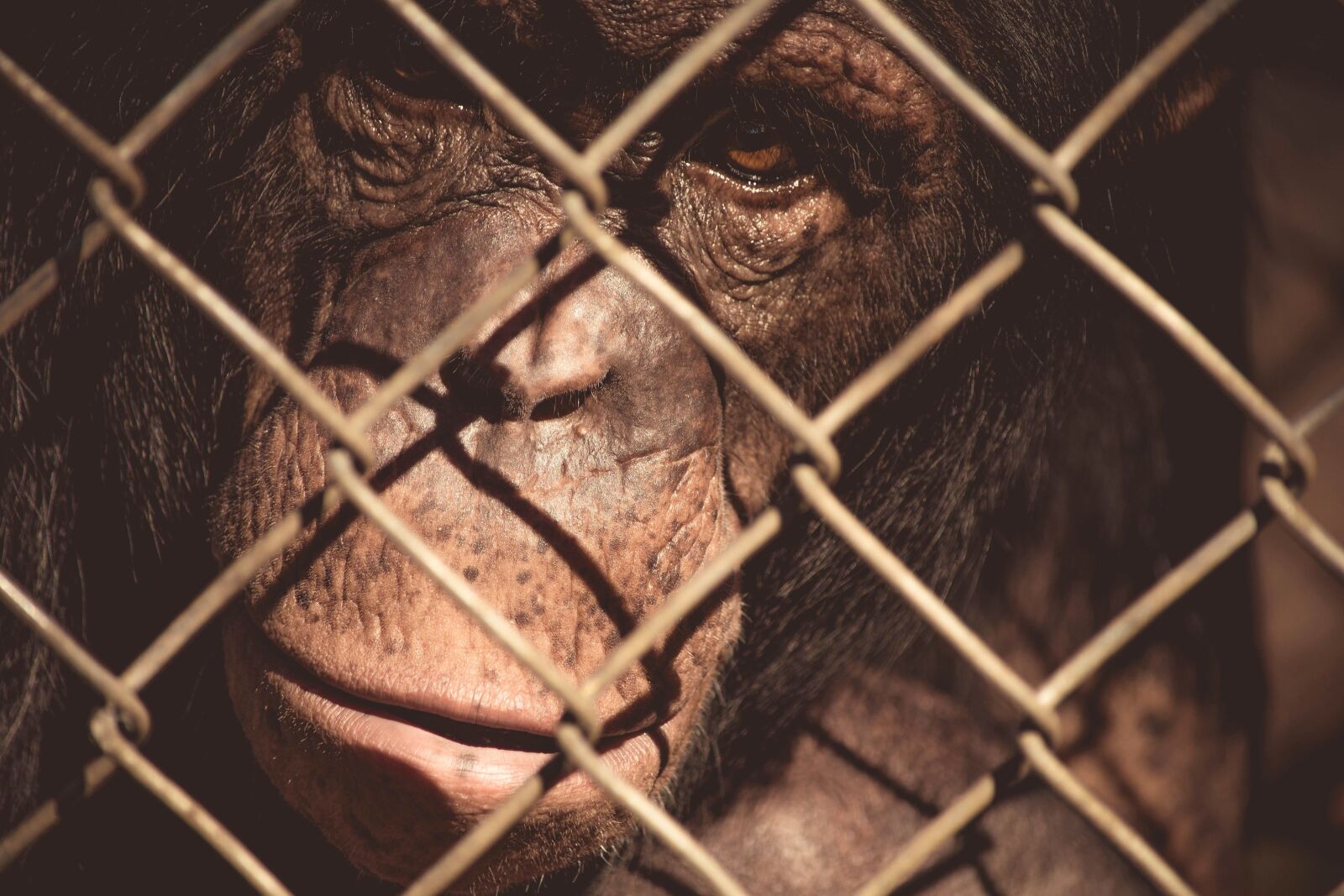 Nikon D5200 sample photo. Monkey, cage, fence, jail photography