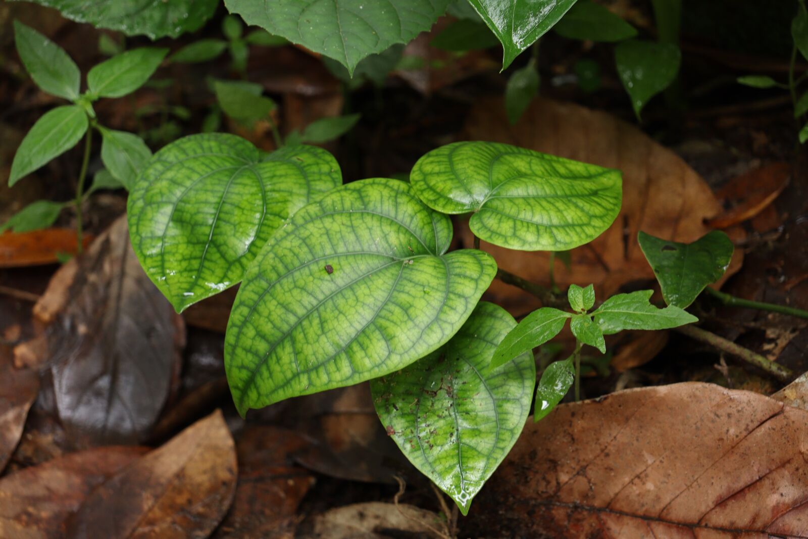 Canon EOS 250D (EOS Rebel SL3 / EOS Kiss X10 / EOS 200D II) sample photo. Leaf, nature, green photography
