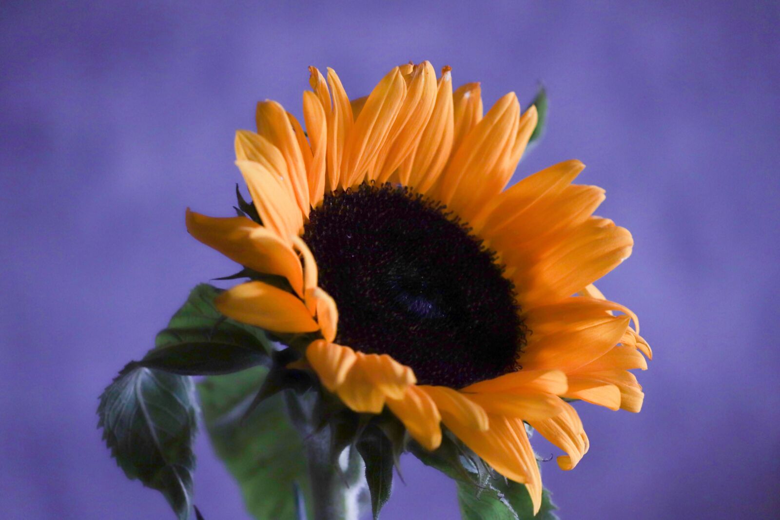 Canon EOS 200D (EOS Rebel SL2 / EOS Kiss X9) sample photo. Sunflower, blossom, bloom photography