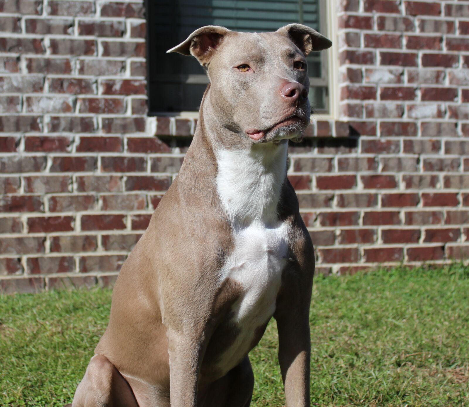 Canon EOS 1200D (EOS Rebel T5 / EOS Kiss X70 / EOS Hi) sample photo. Dogs, pit bull, domestic photography