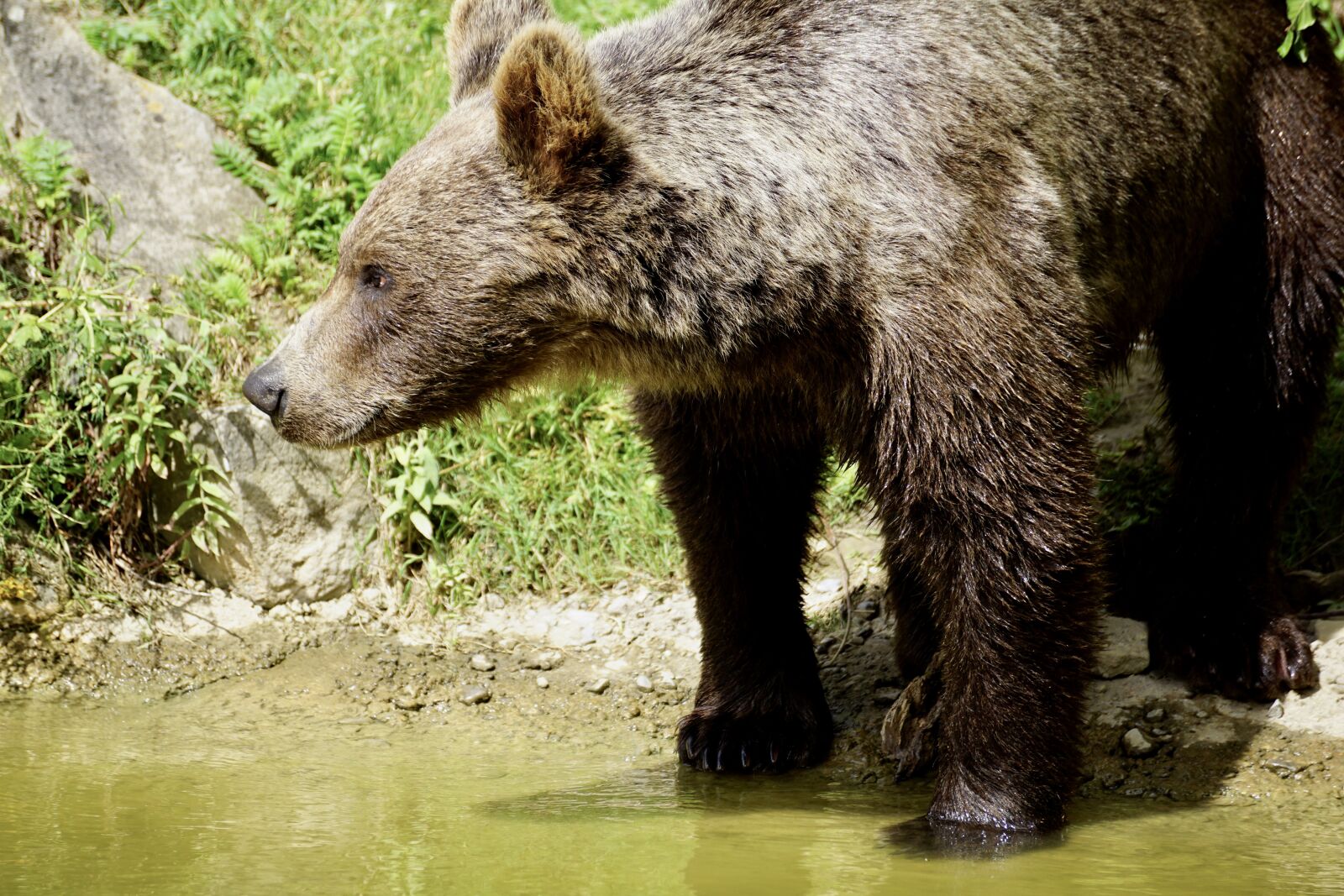 Sony DT 55-300mm F4.5-5.6 SAM sample photo. Brown bear, young animal photography
