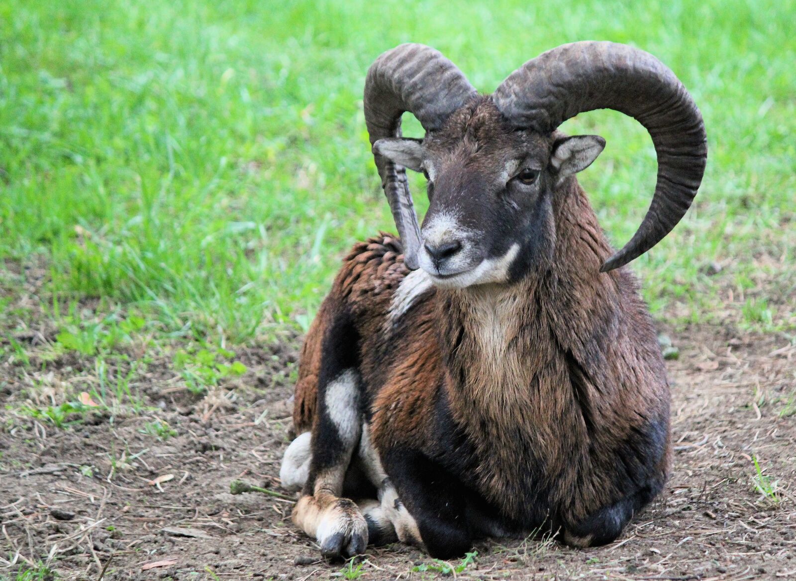 Canon EOS 550D (EOS Rebel T2i / EOS Kiss X4) sample photo. Muflon, male, sheep photography