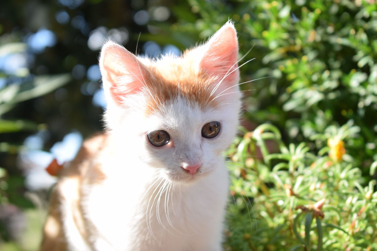 Nikon D3300 sample photo. Cat, animal, mammal photography