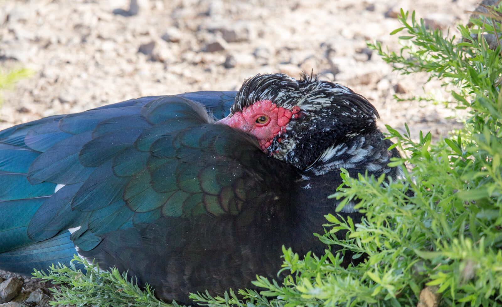 Canon EOS 700D (EOS Rebel T5i / EOS Kiss X7i) sample photo. Bird, feather, nature photography