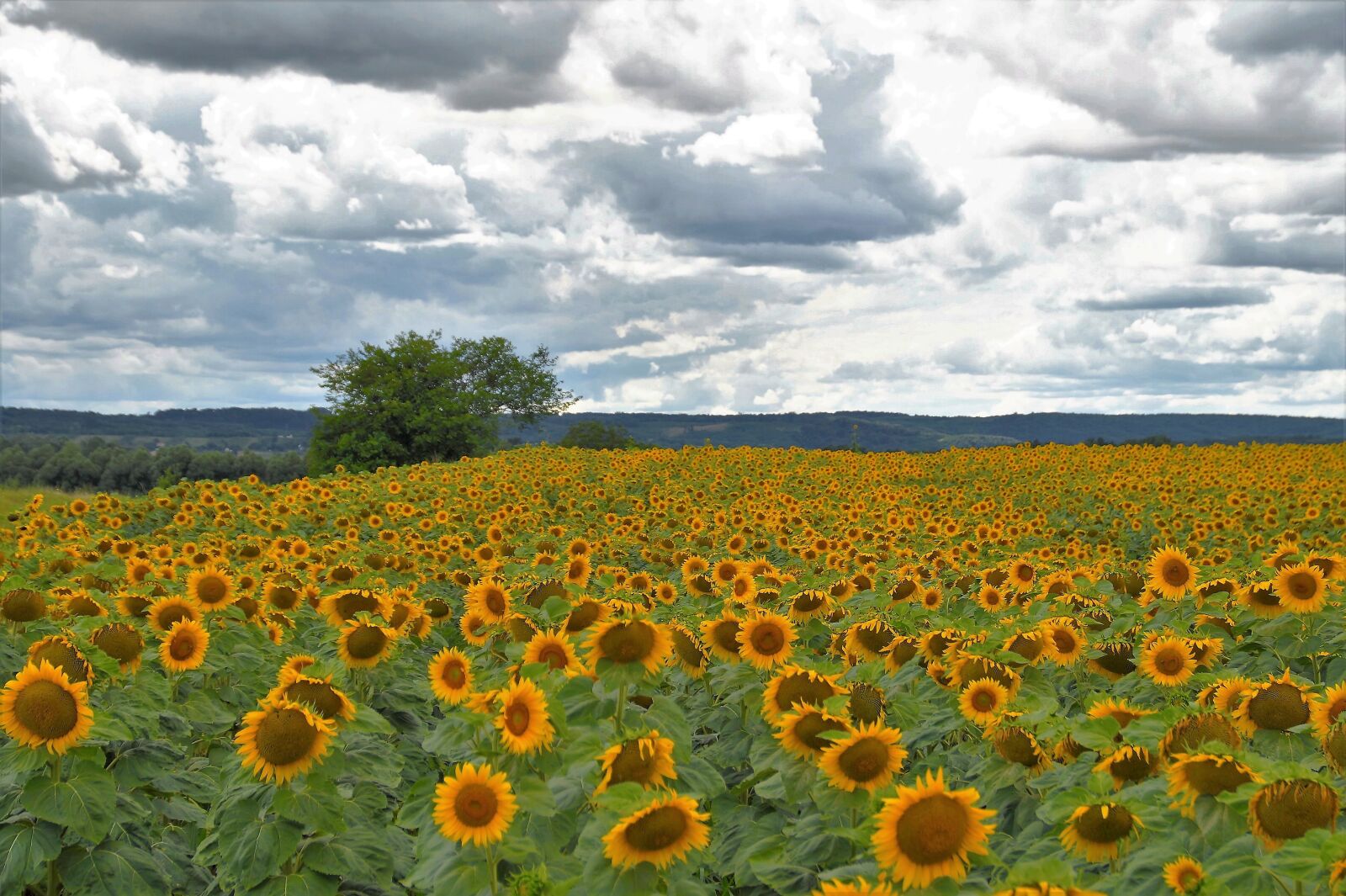 Sony SLT-A58 sample photo. Sunflower, field, summer photography